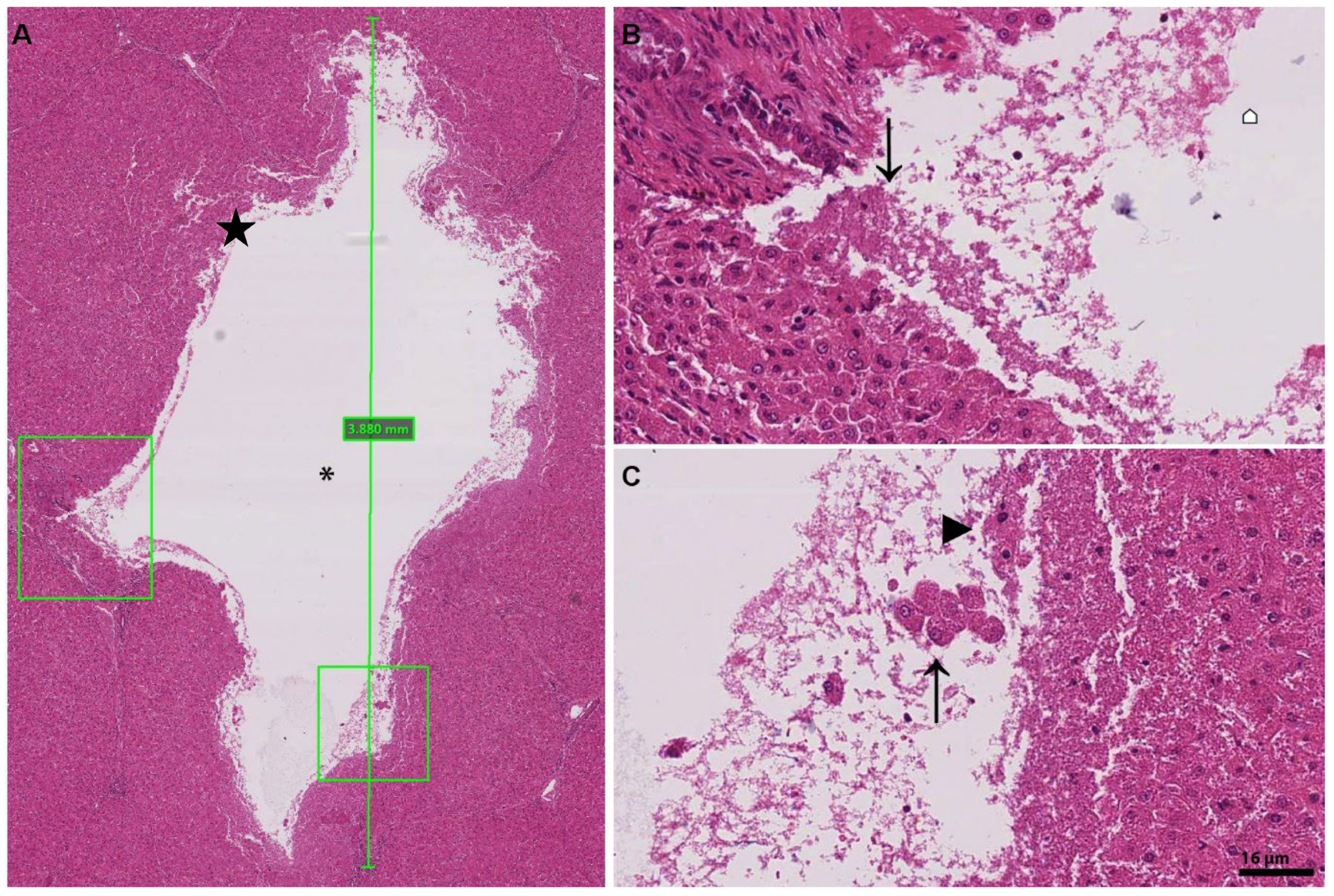 Bioengineering 10 00276 g003