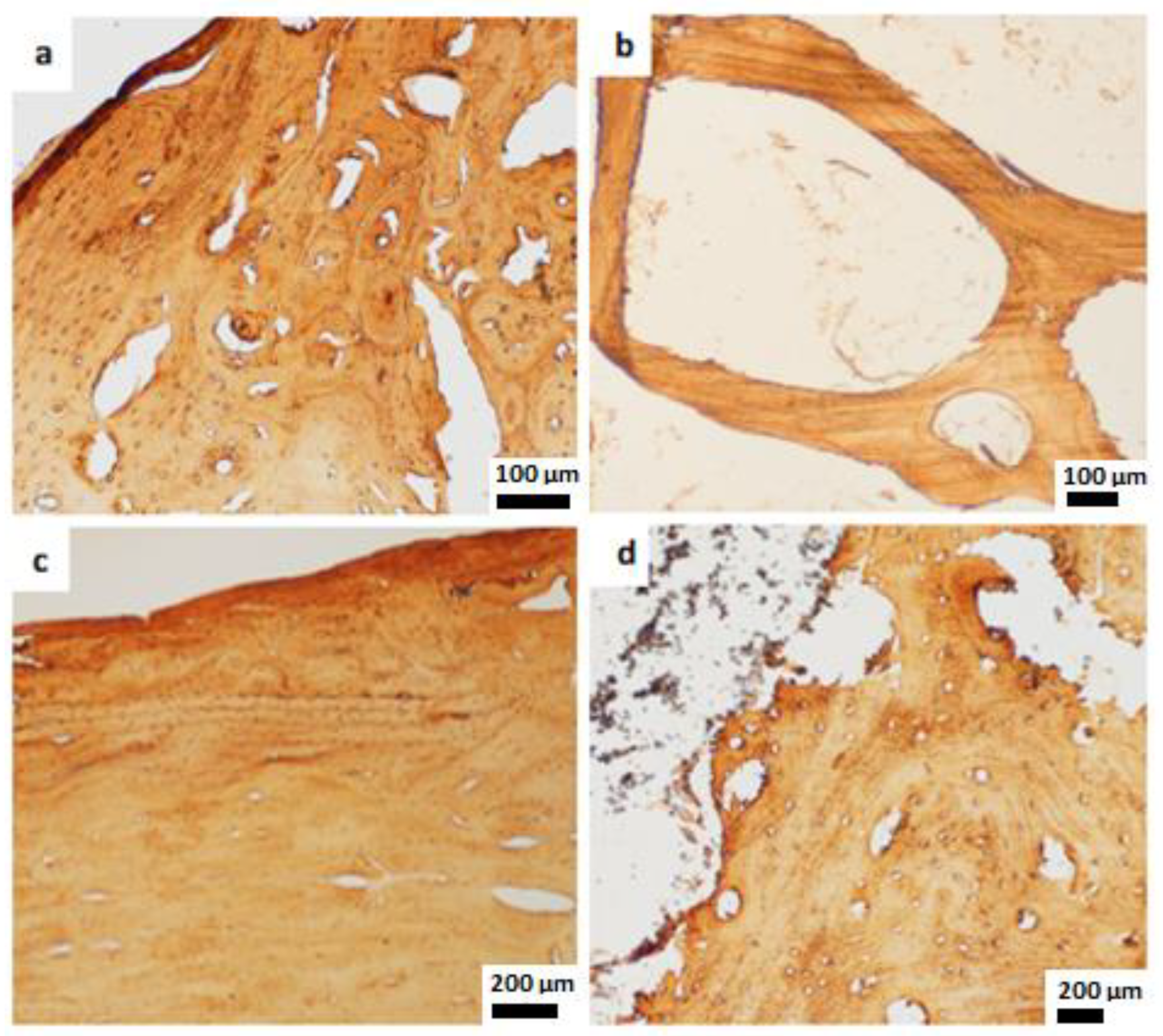 Bioengineering 10 00291 g006