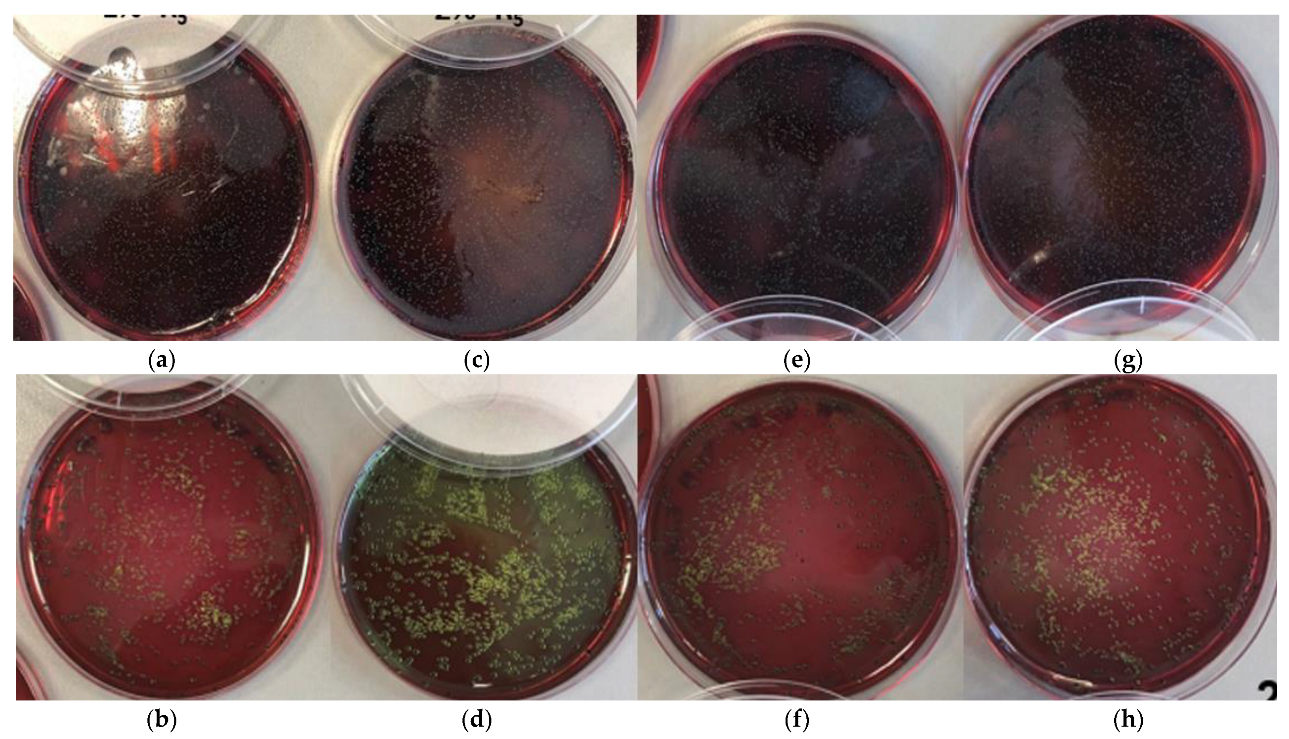 Bioengineering 10 00297 g007 Bioengineering 10 00297 g007