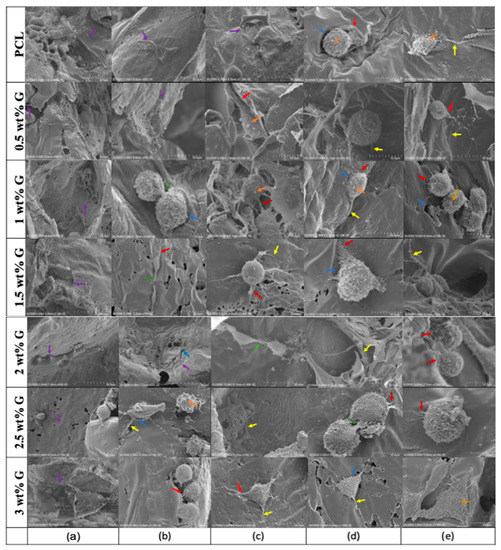 PCL/Graphene Scaffolds for the Osteogenesis Process
