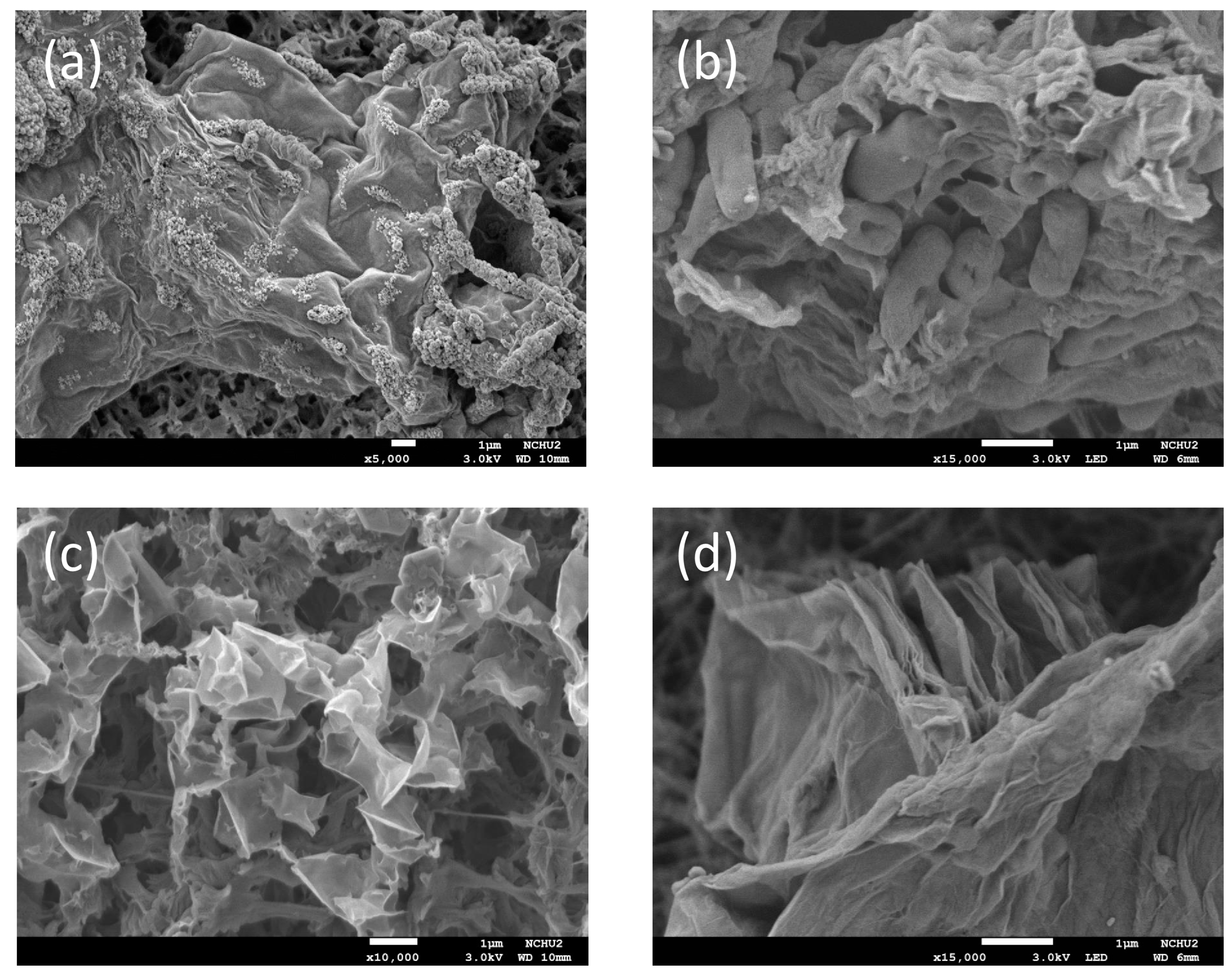 Bioengineering 10 00311 g002 Bioengineering 10 00311 g002