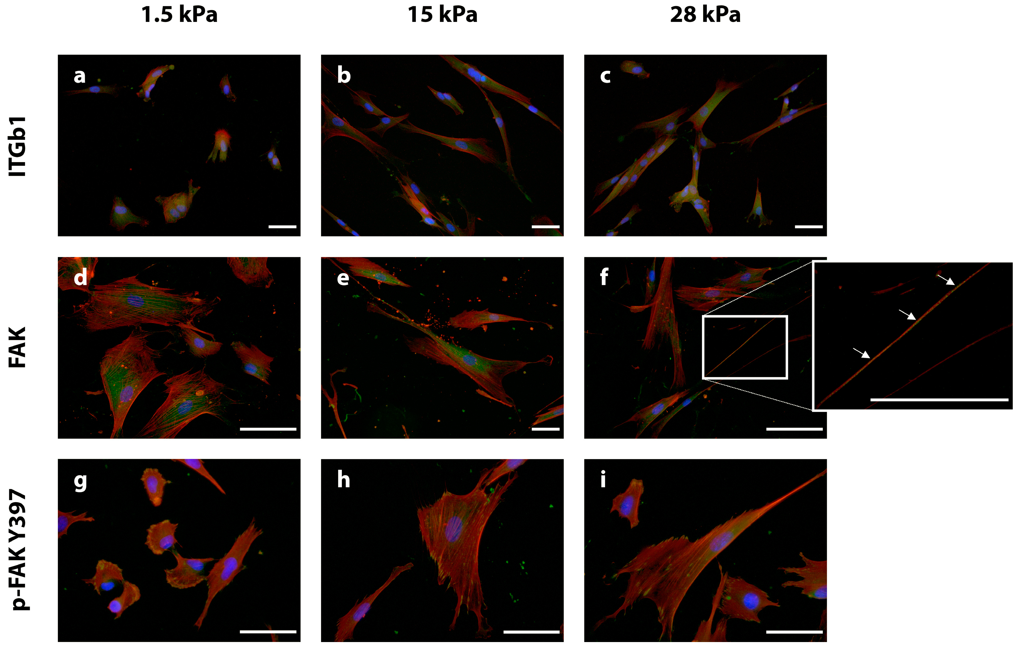 Bioengineering 10 00323 g003