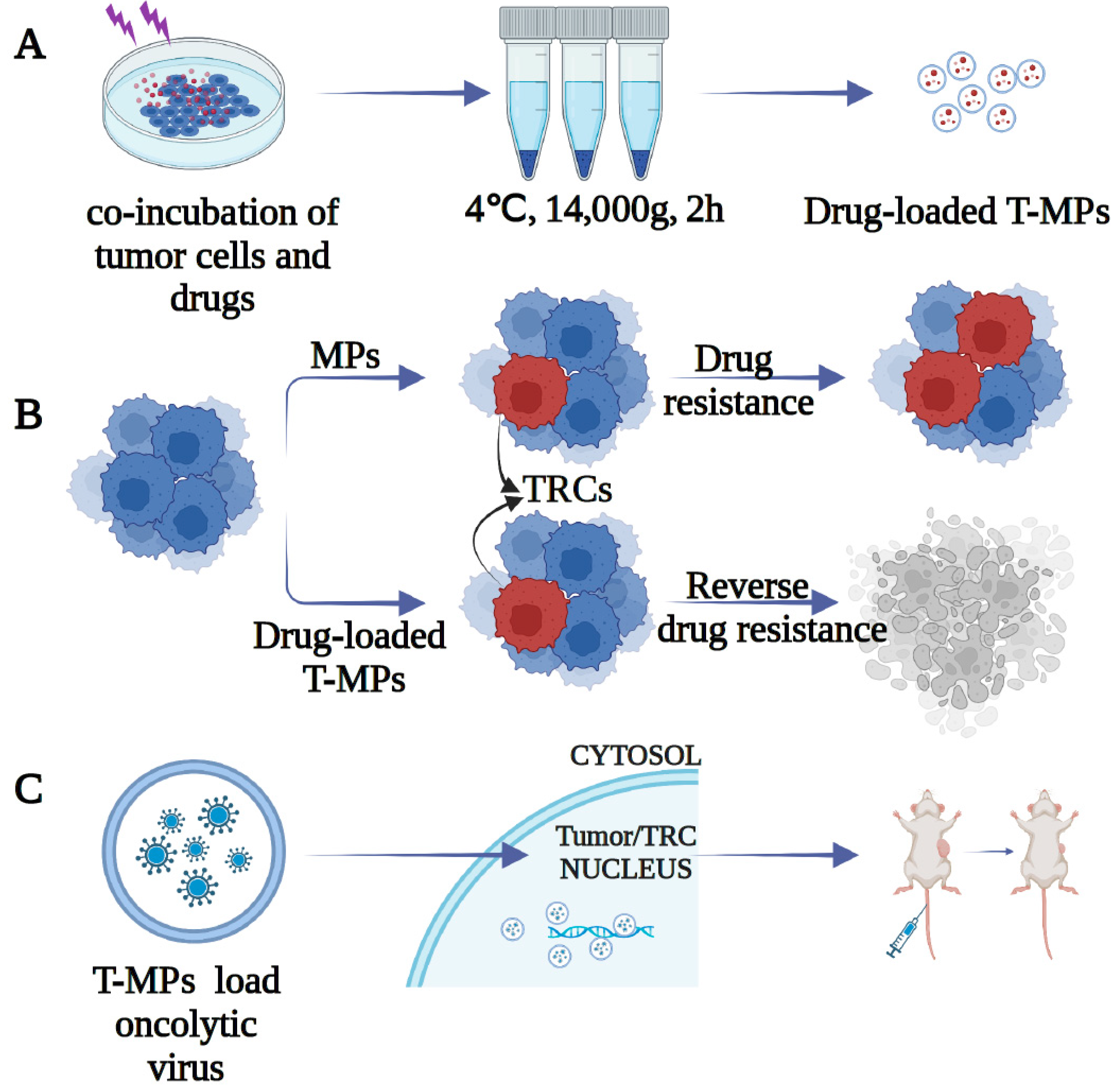 Bioengineering 10 00325 g001