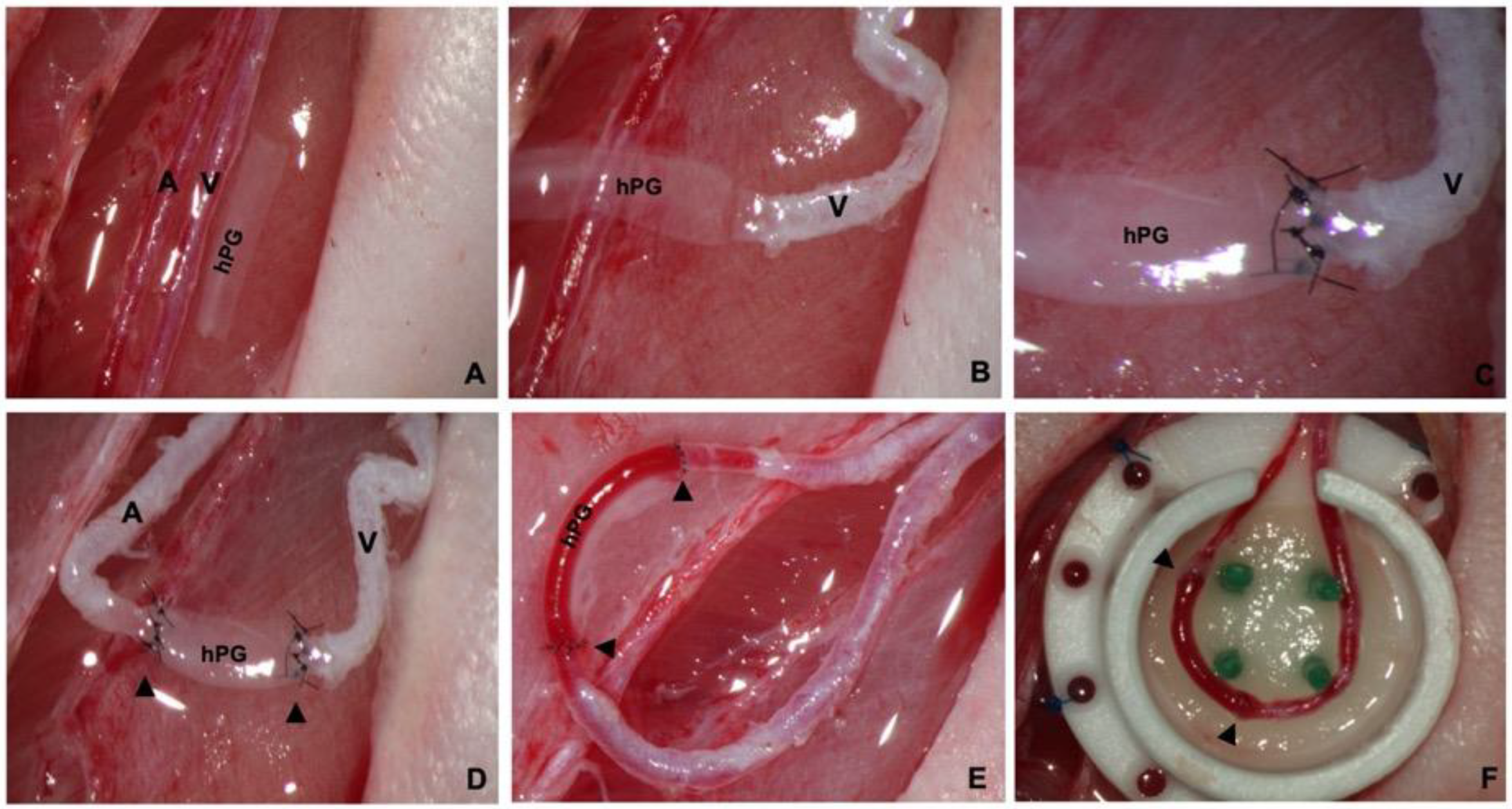 Bioengineering 10 00337 g002