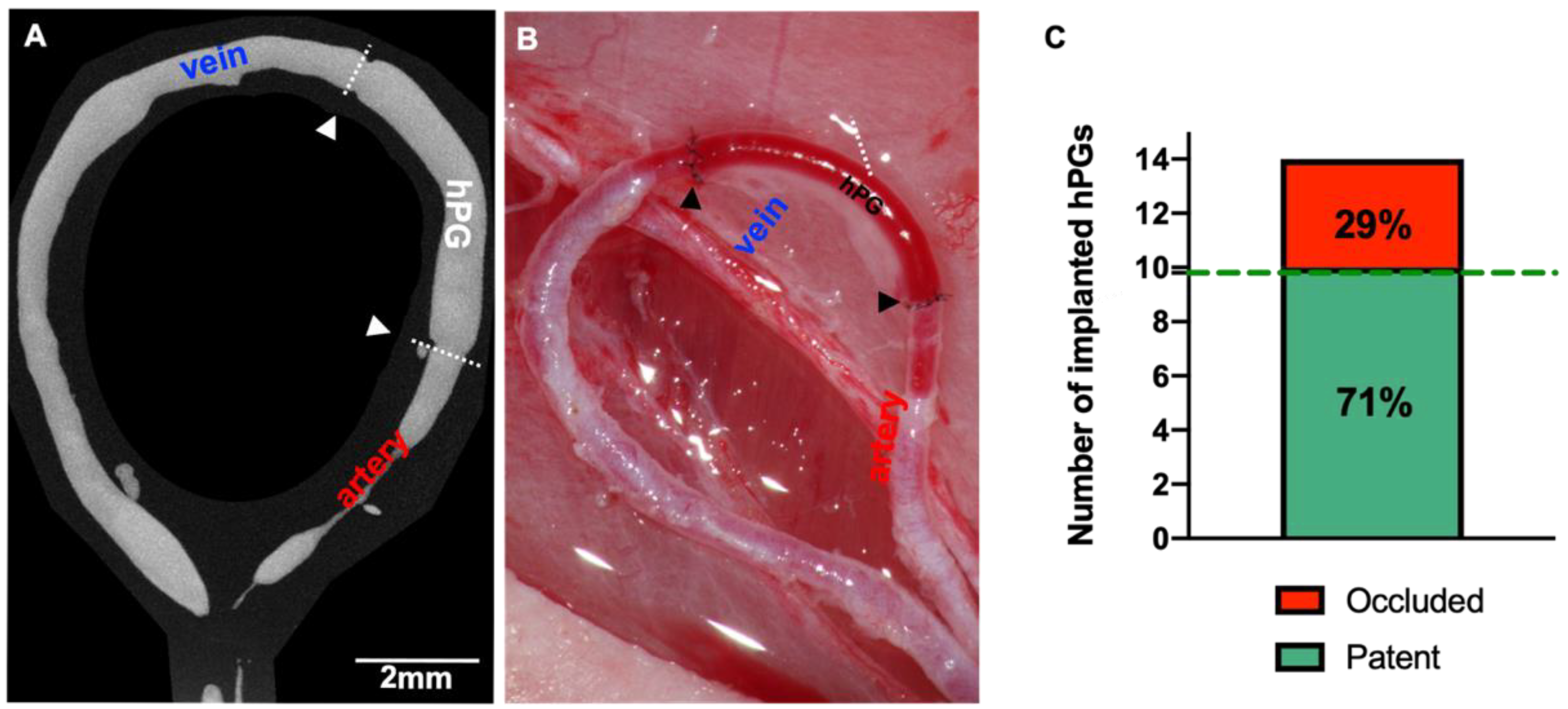 Bioengineering 10 00337 g003