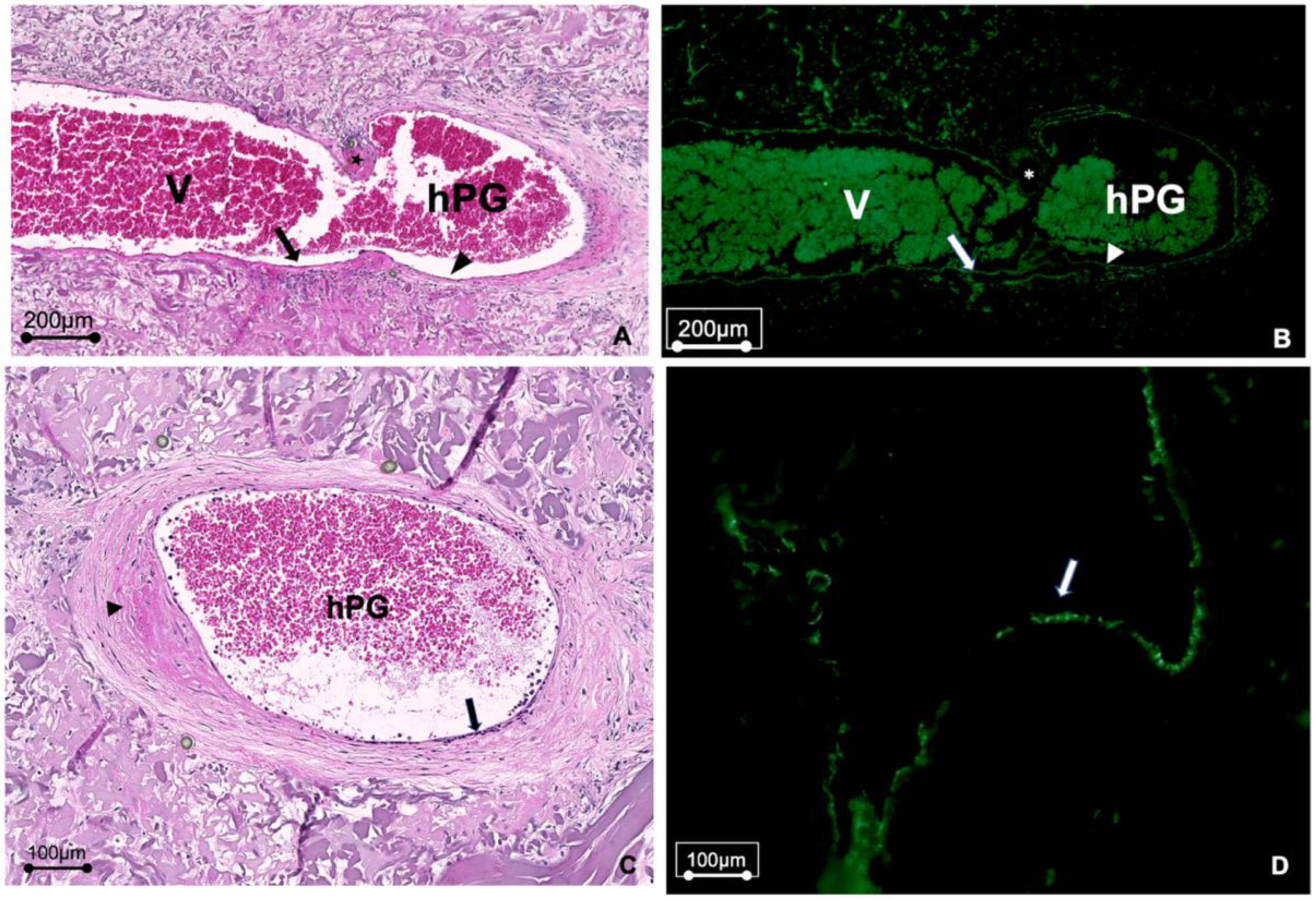 Bioengineering 10 00337 g004