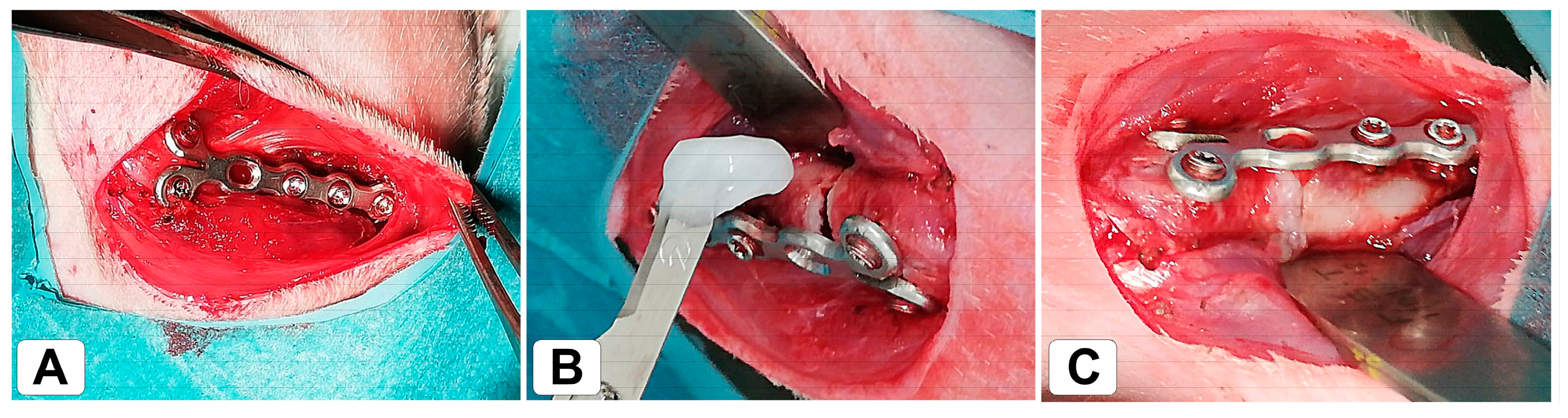 Bioengineering 10 00338 g001