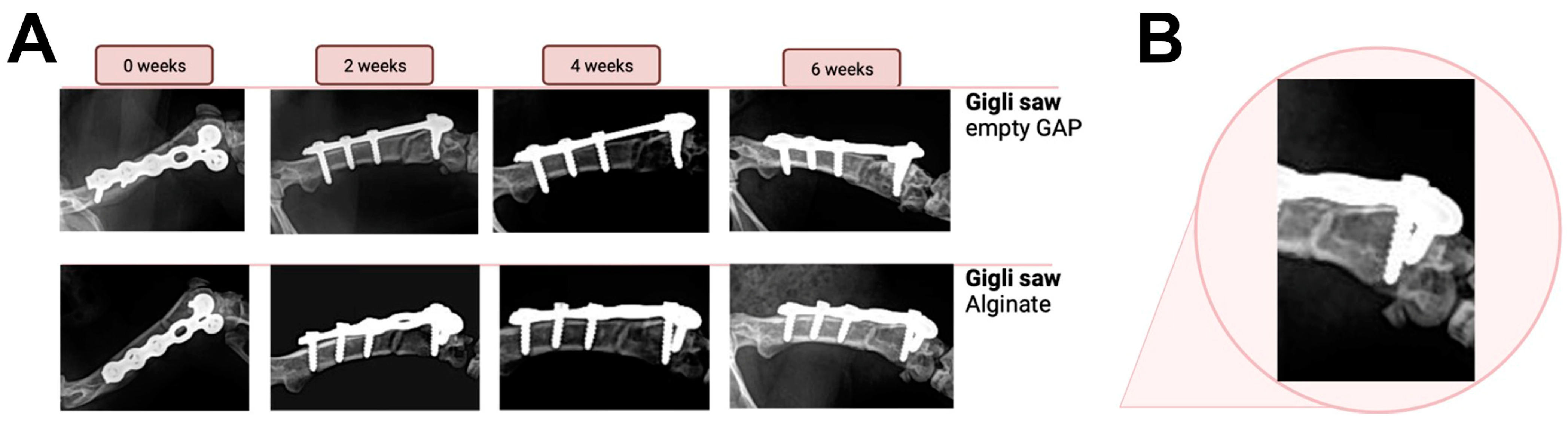 Bioengineering 10 00338 g005
