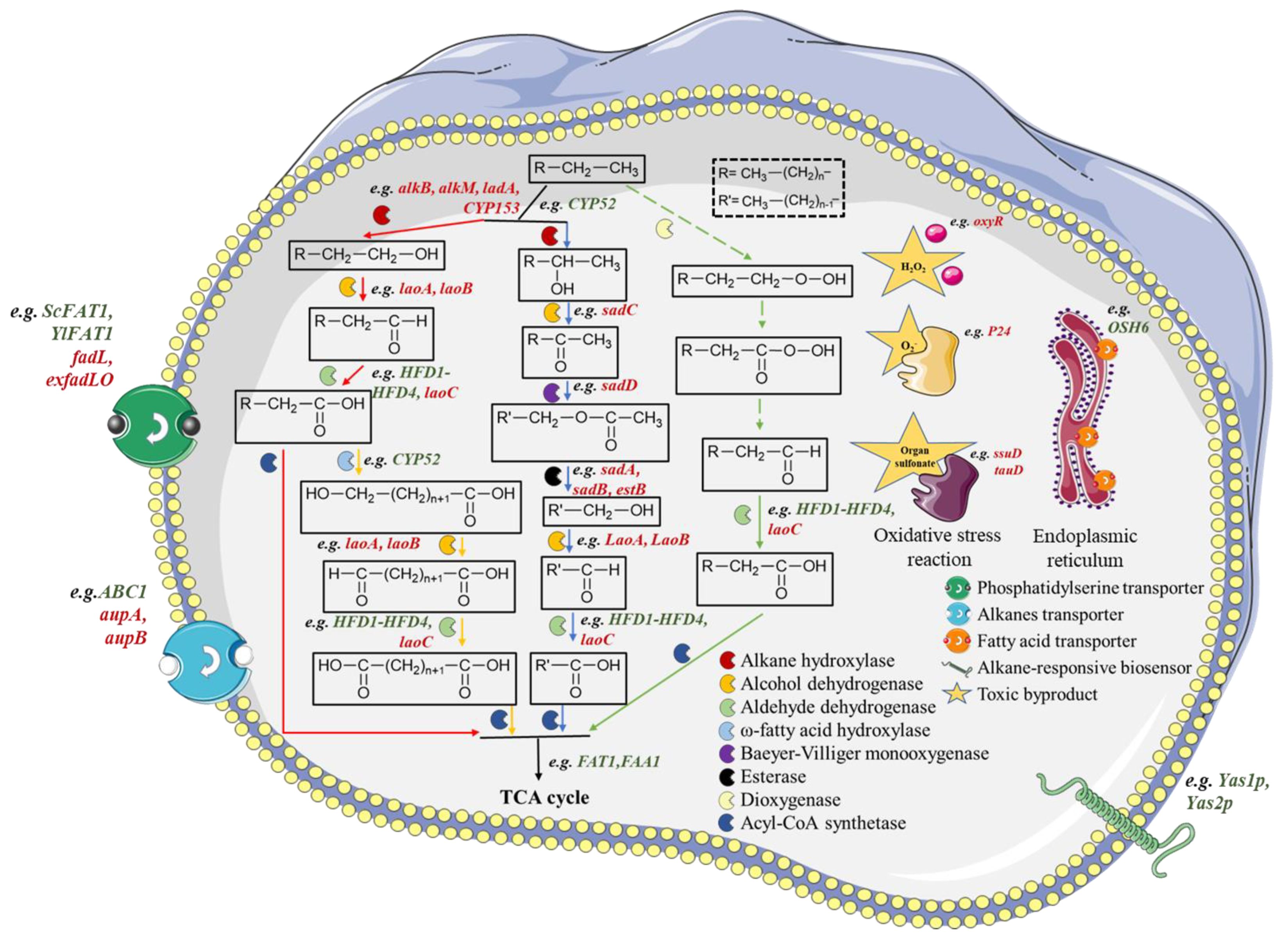 Bioengineering 10 00347 g001
