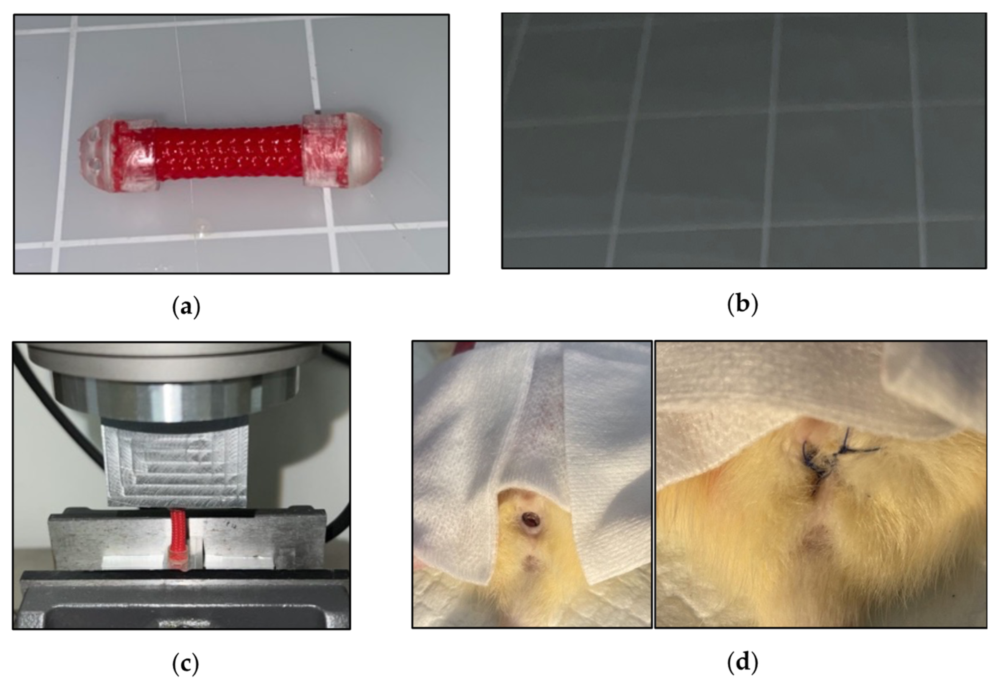 Bioengineering Free Full-Text andlsquo;Distraction Vaginogenesisandrsquo; Preliminary Results Using a Novel Method for Vaginal Canal Expansion in Rats