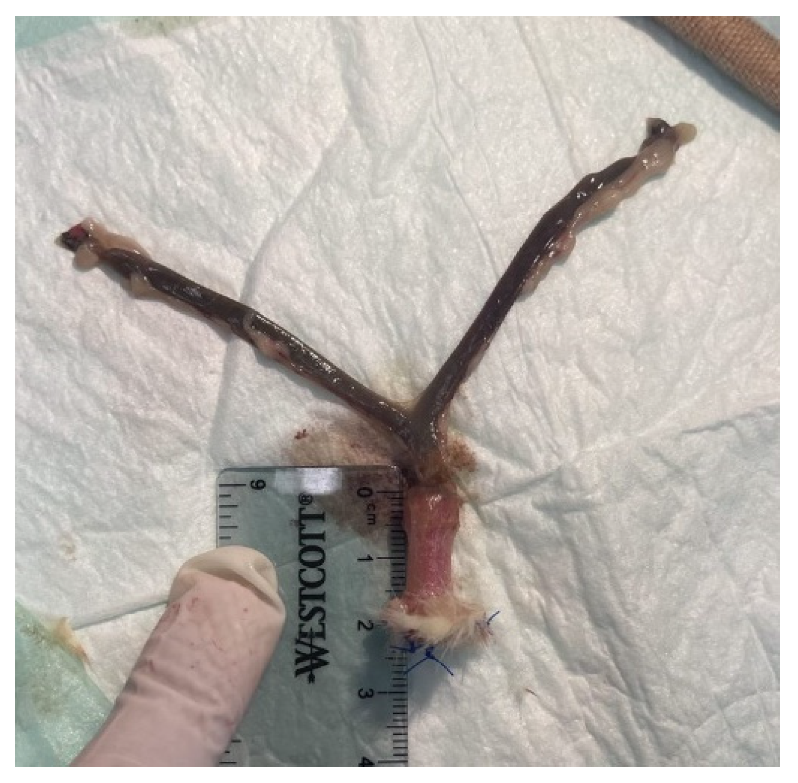 Bioengineering 10 00351 g003