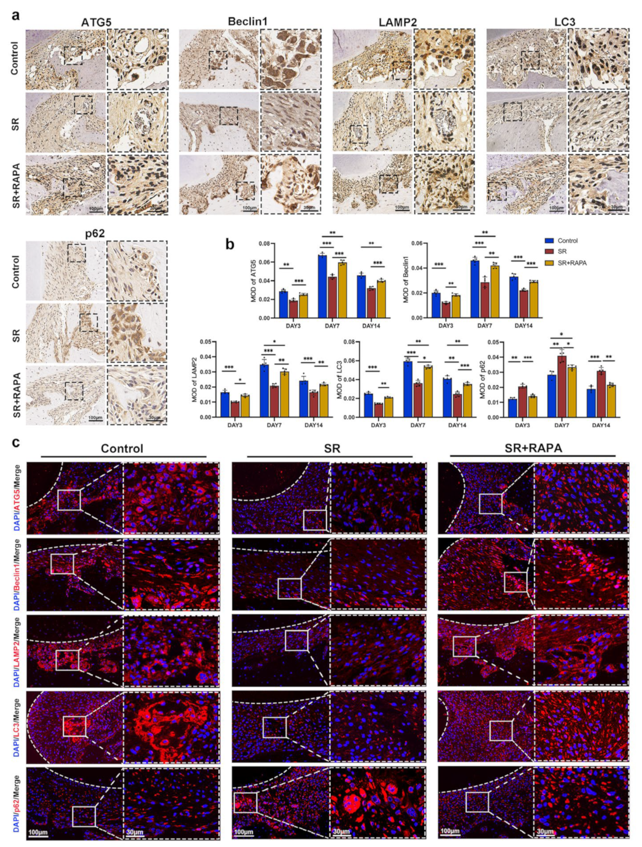 Bioengineering 10 00365 g005