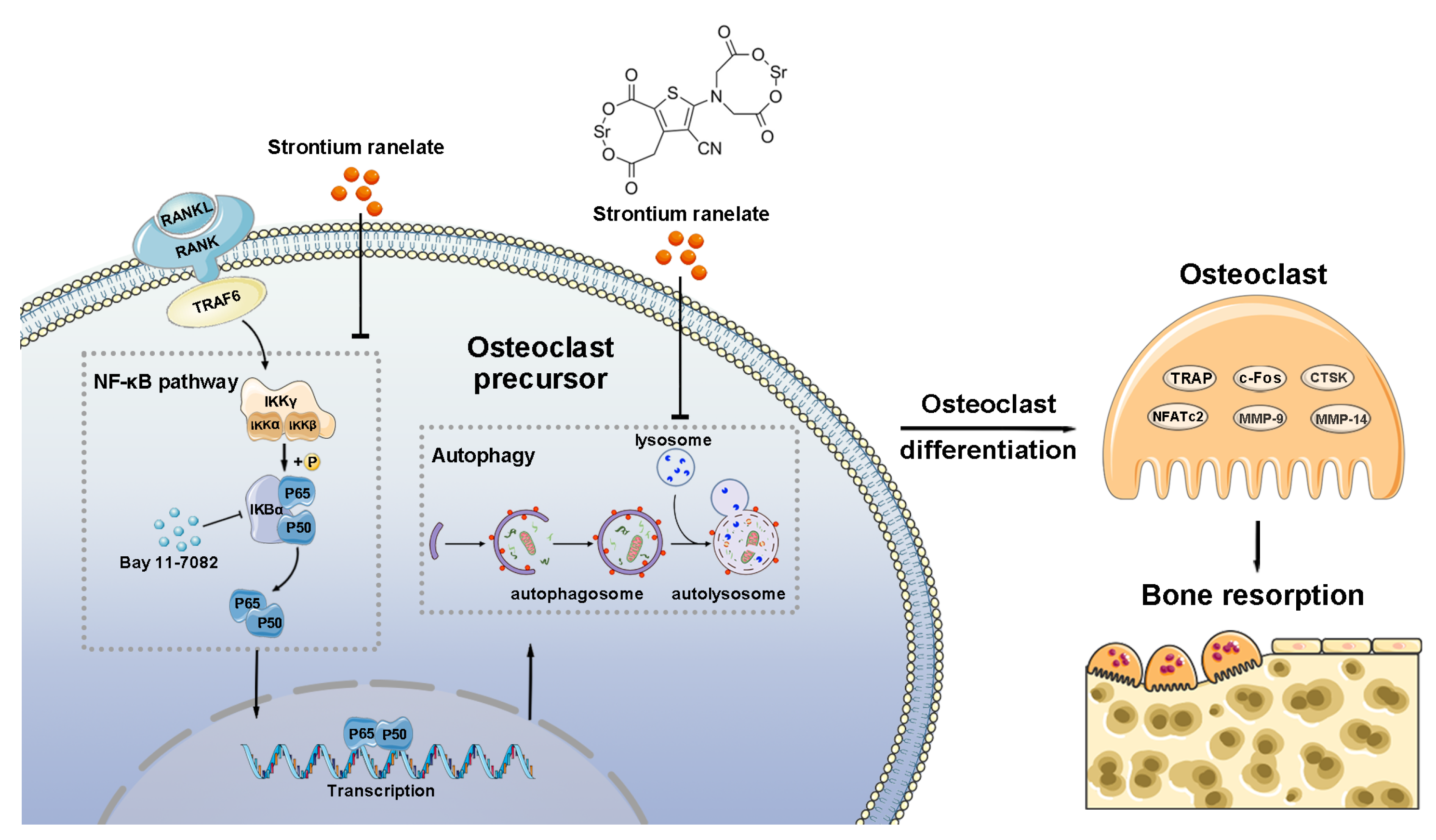 Bioengineering 10 00365 g007