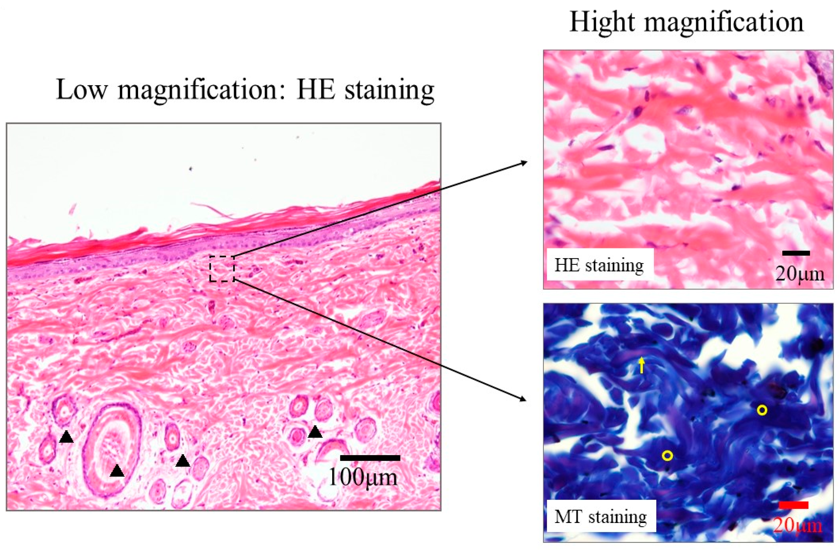 Bioengineering 10 00375 g007 Bioengineering 10 00375 g007