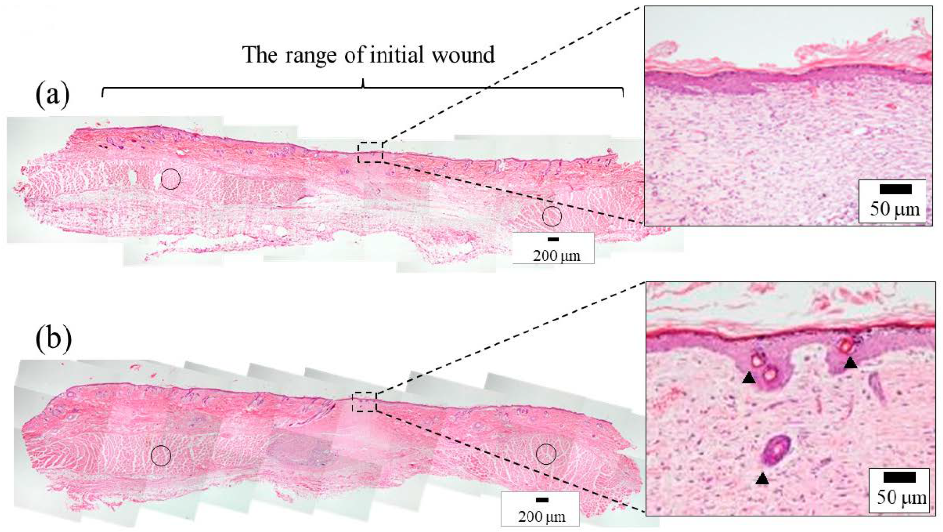 Bioengineering 10 00375 g009 Bioengineering 10 00375 g009