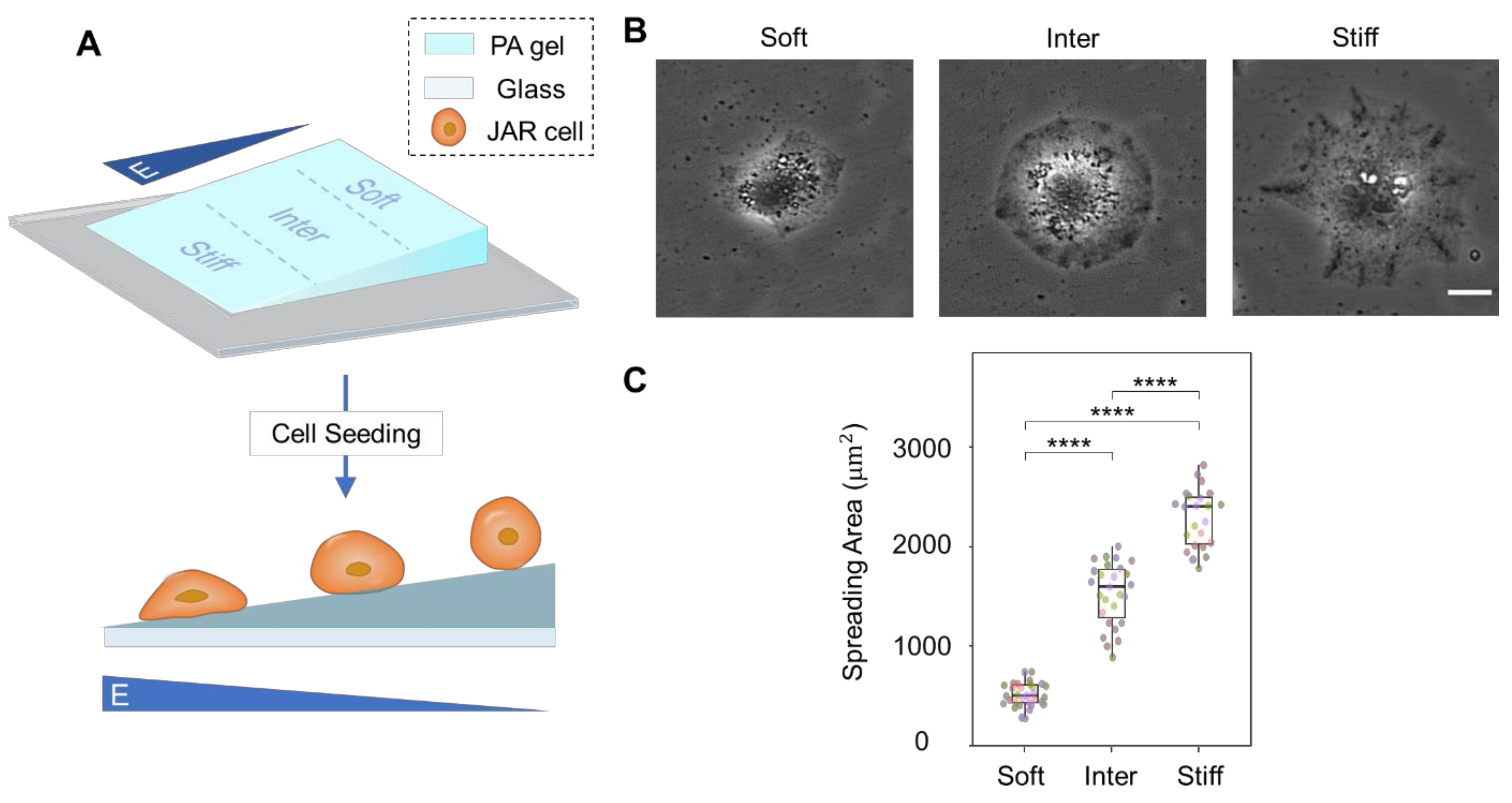 Bioengineering 10 00384 g001