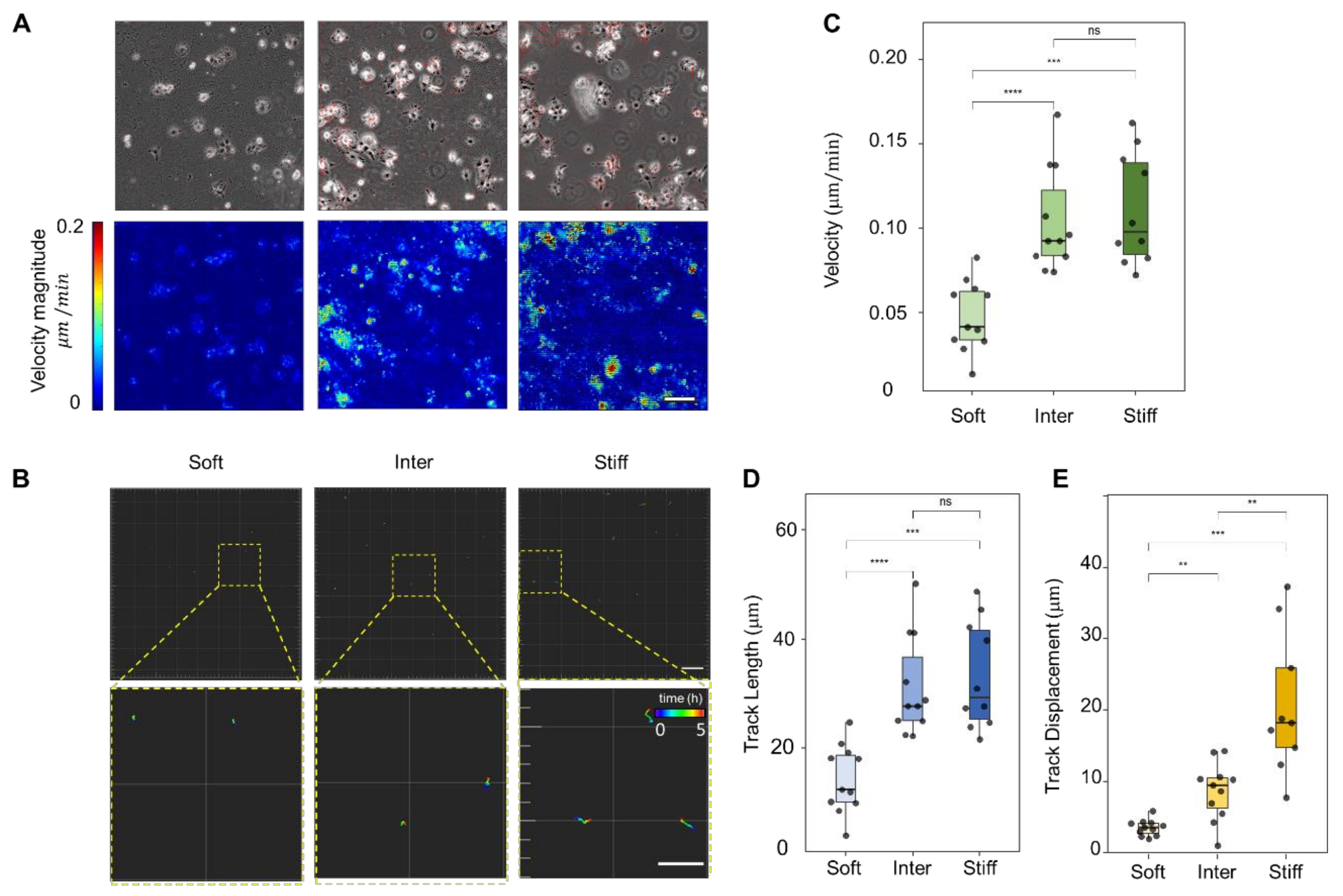 Bioengineering 10 00384 g003
