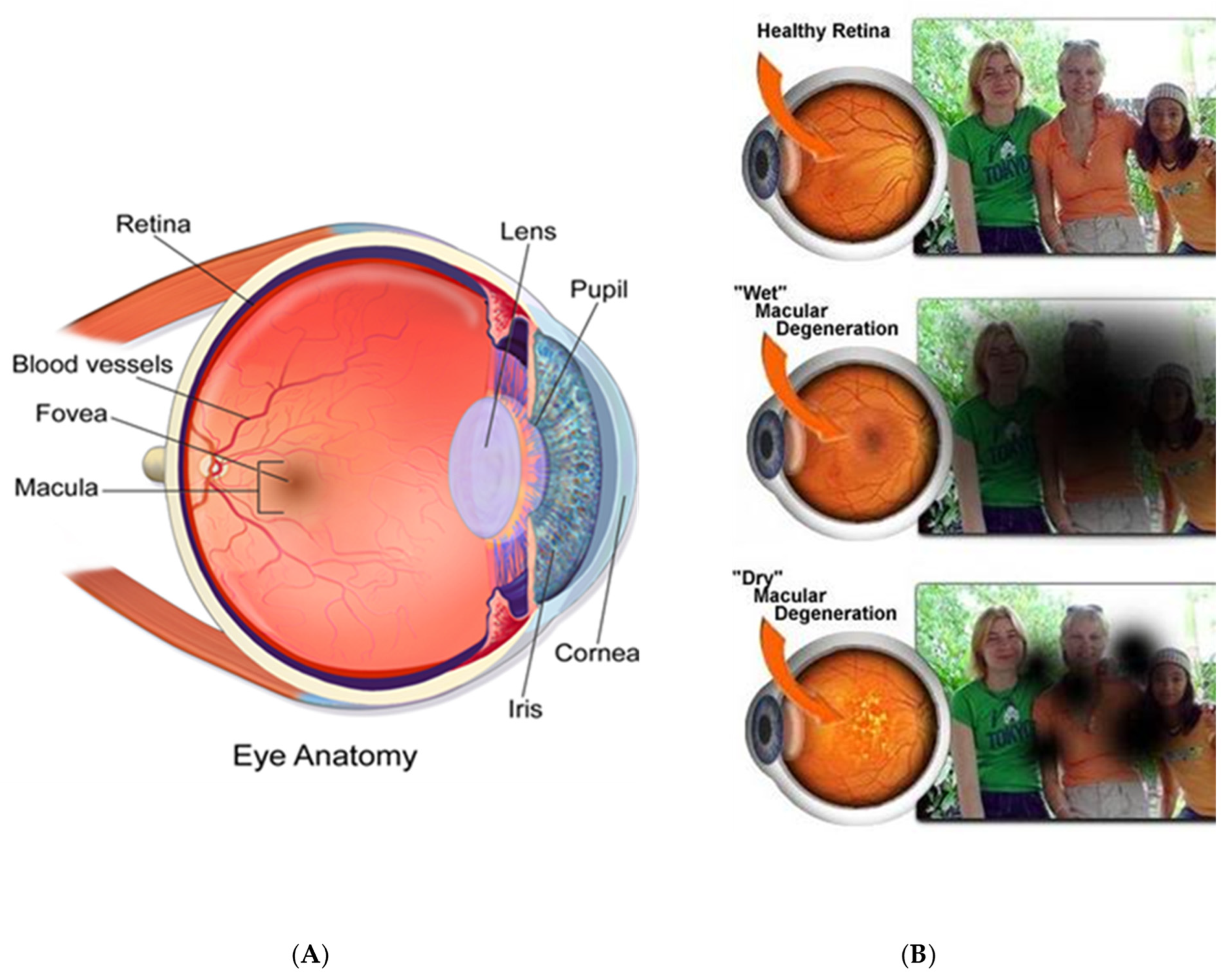 Normal Retinal Anatomy - The Retina Reference