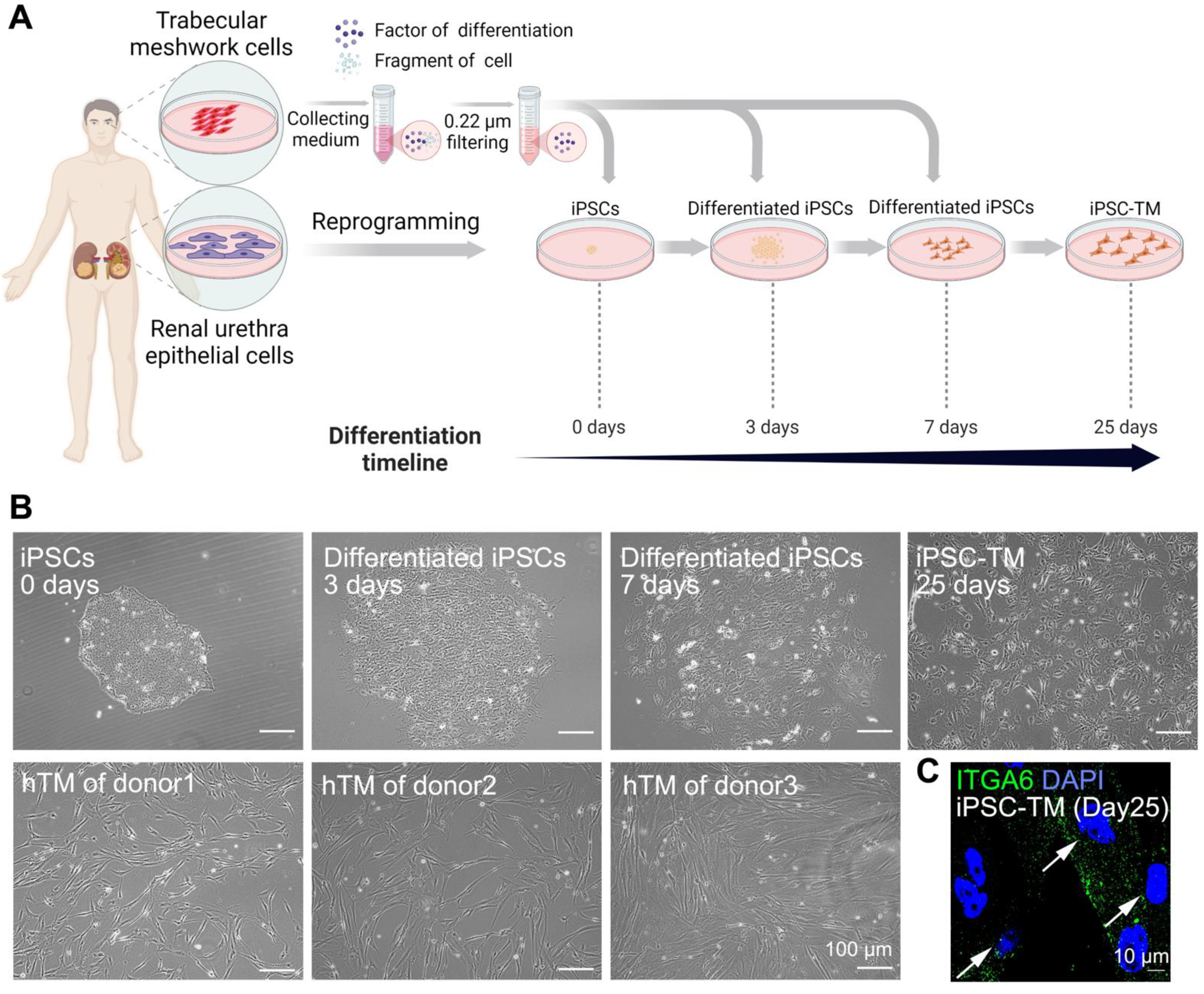 Bioengineering 10 00410 g001 Bioengineering 10 00410 g001