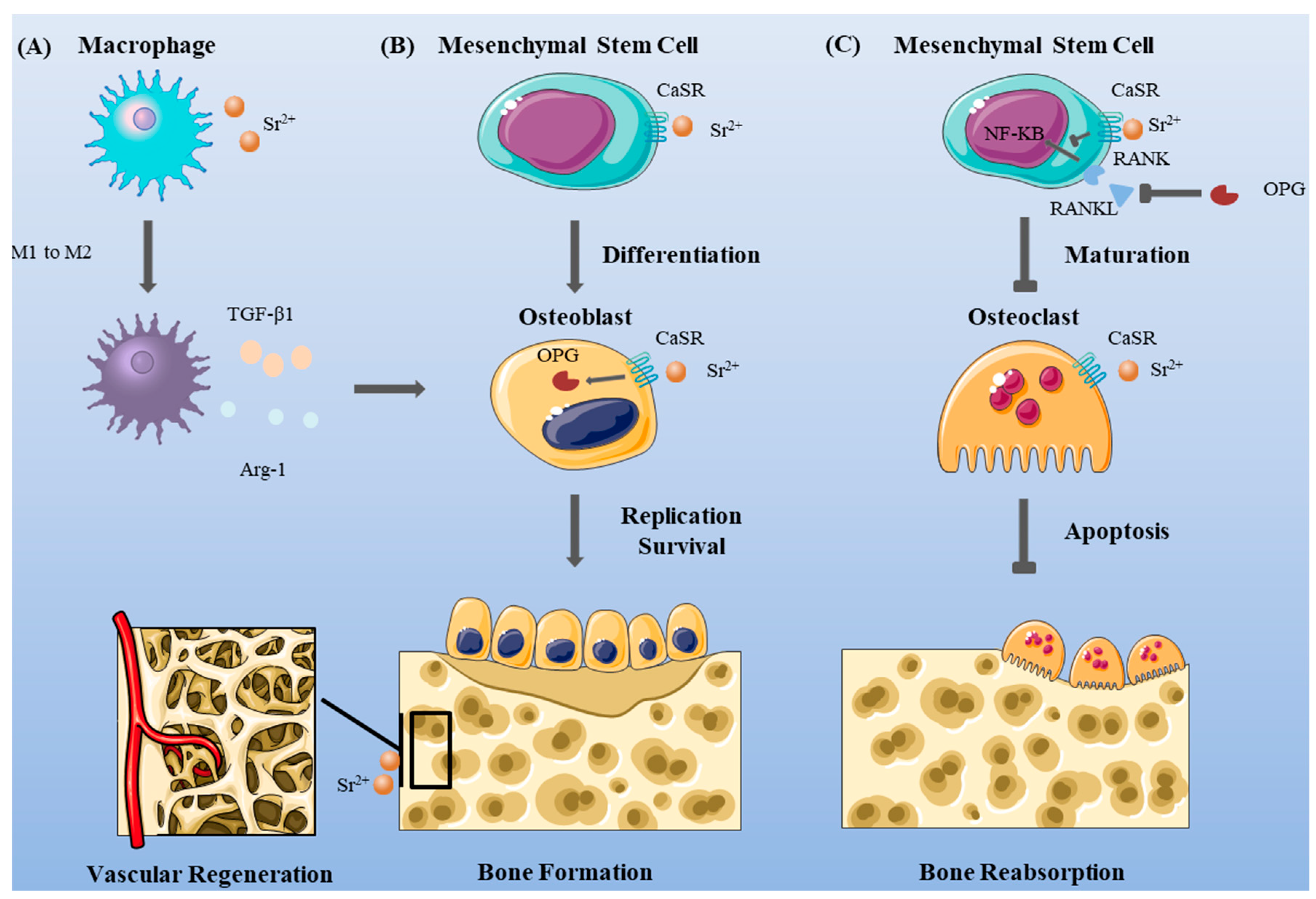 Bioengineering 10 00414 g001