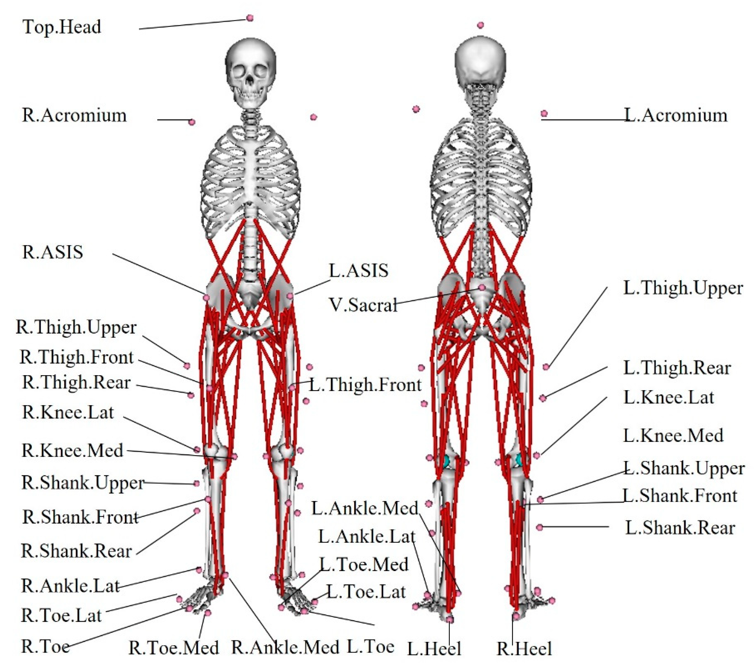 Bioengineering 10 00417 g001