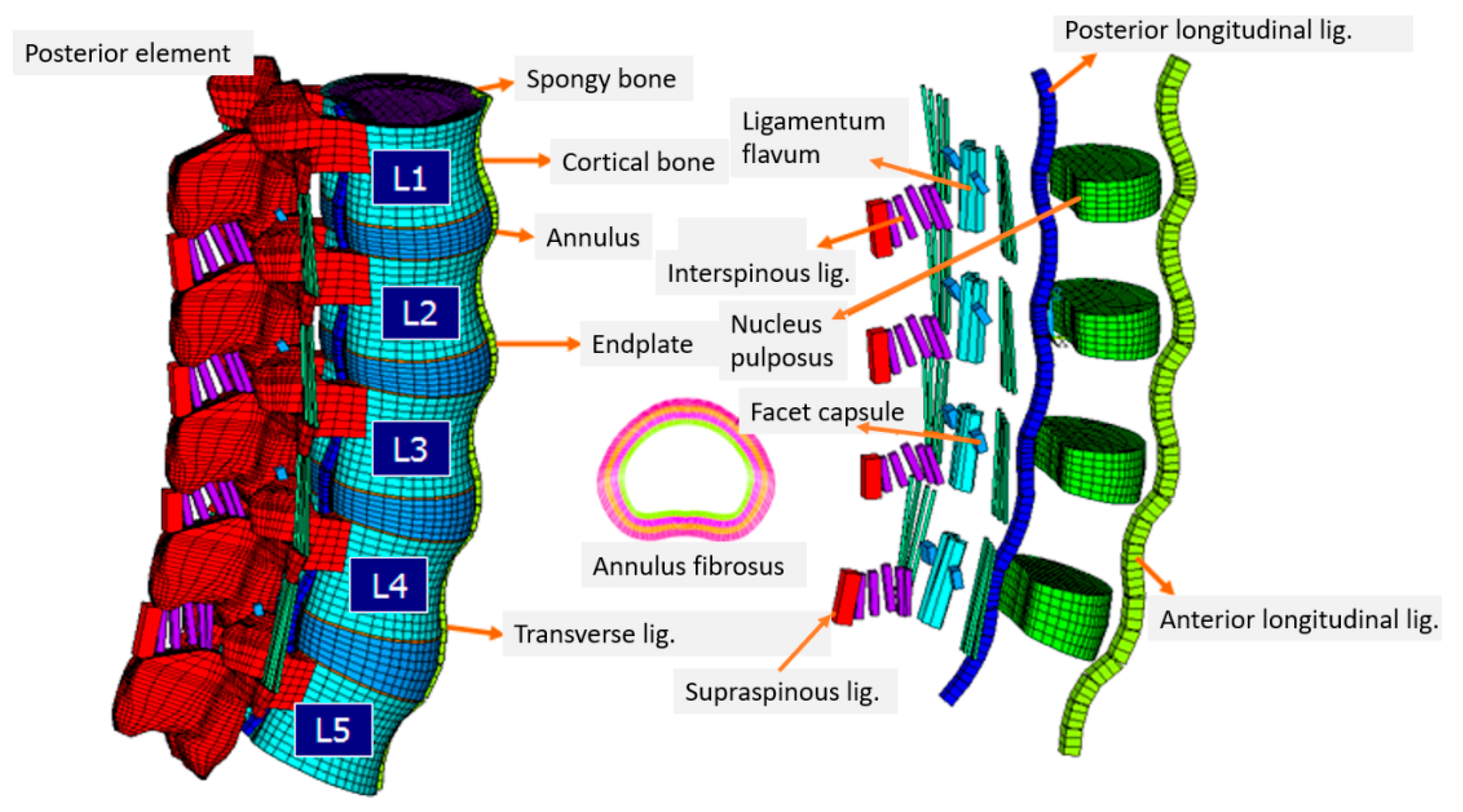 Bioengineering 10 00451 g002