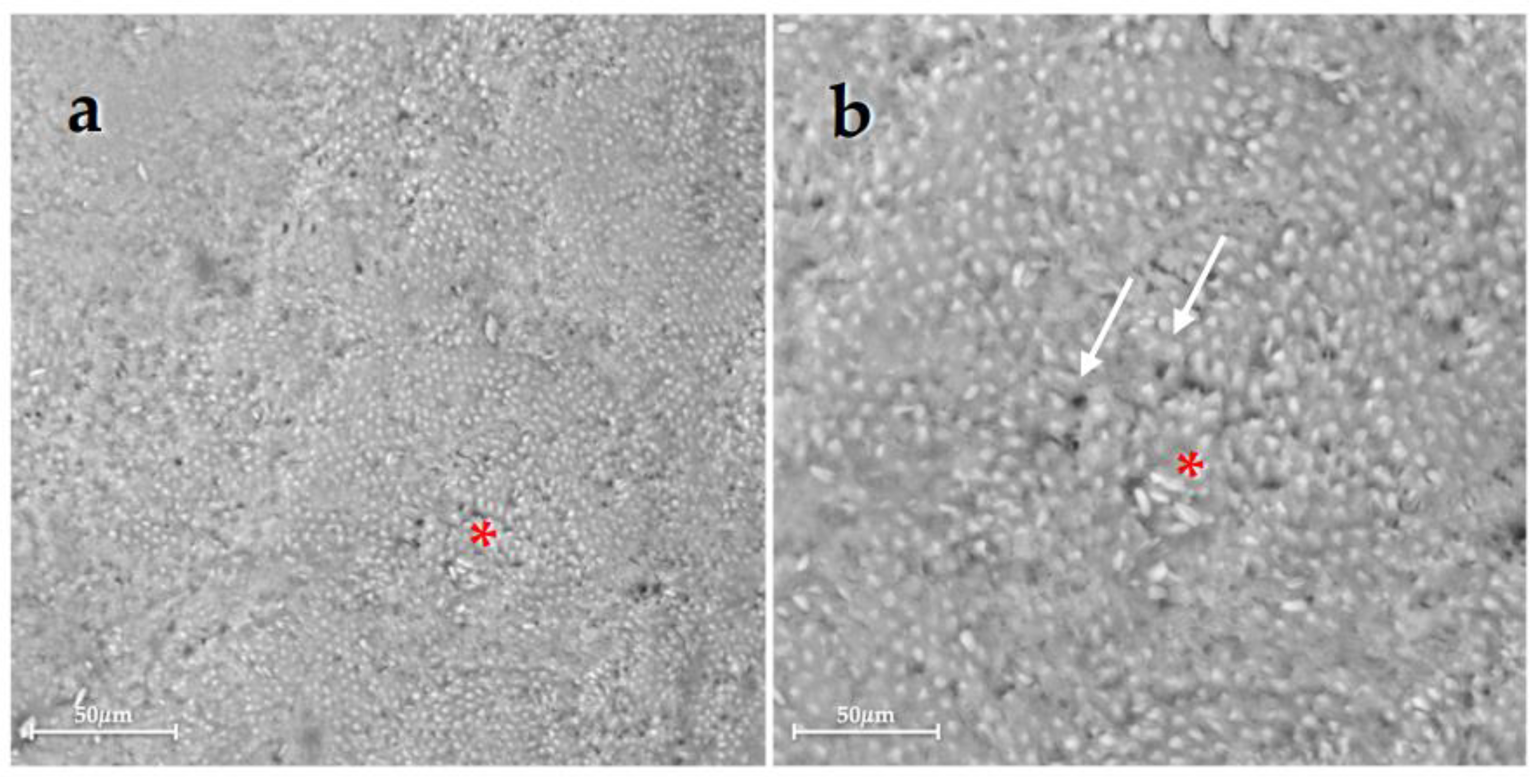 Bioengineering 10 00462 g003