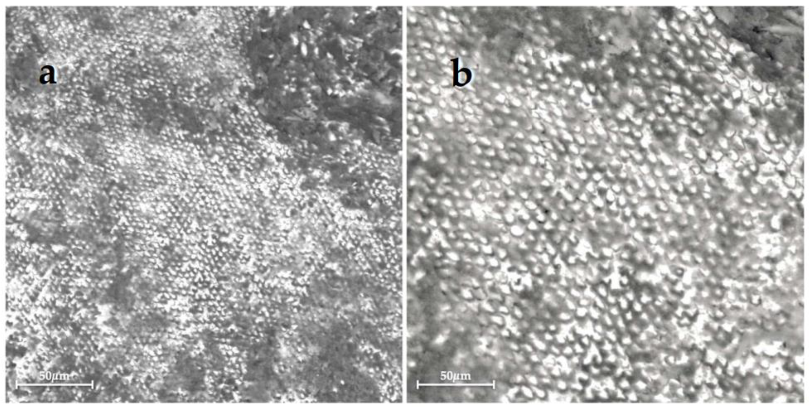 Bioengineering 10 00462 g005