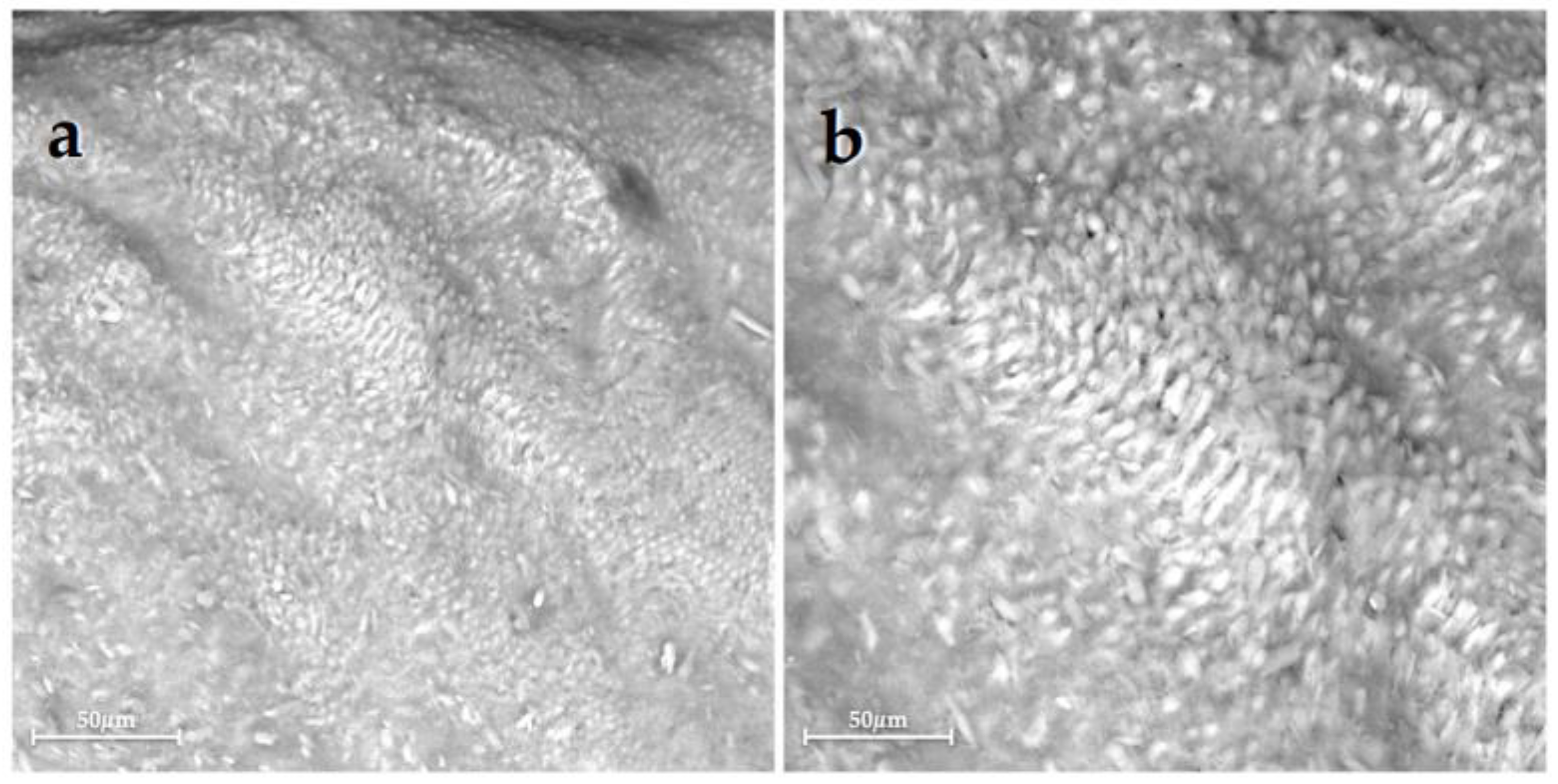 Bioengineering 10 00462 g006