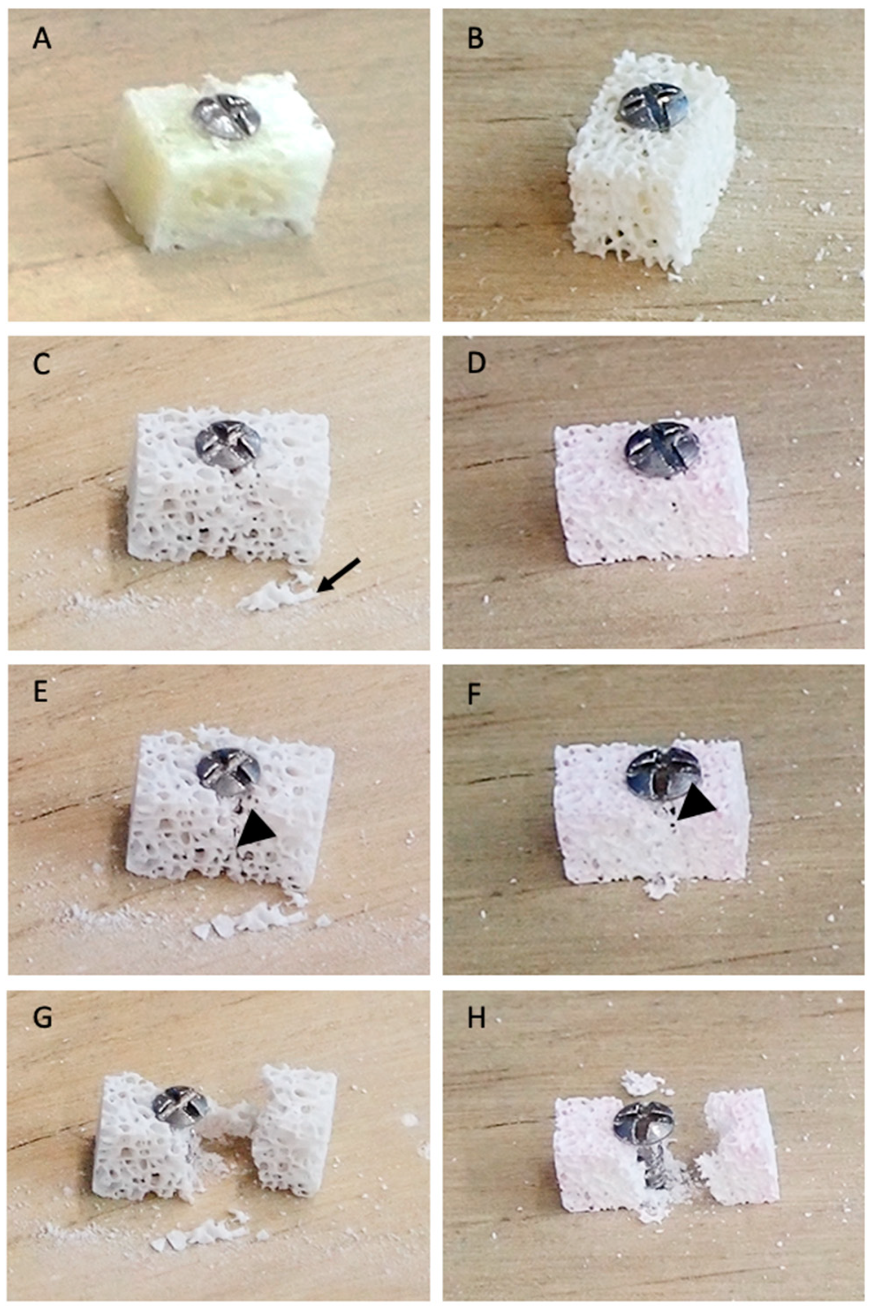 Bioengineering 10 00473 g005