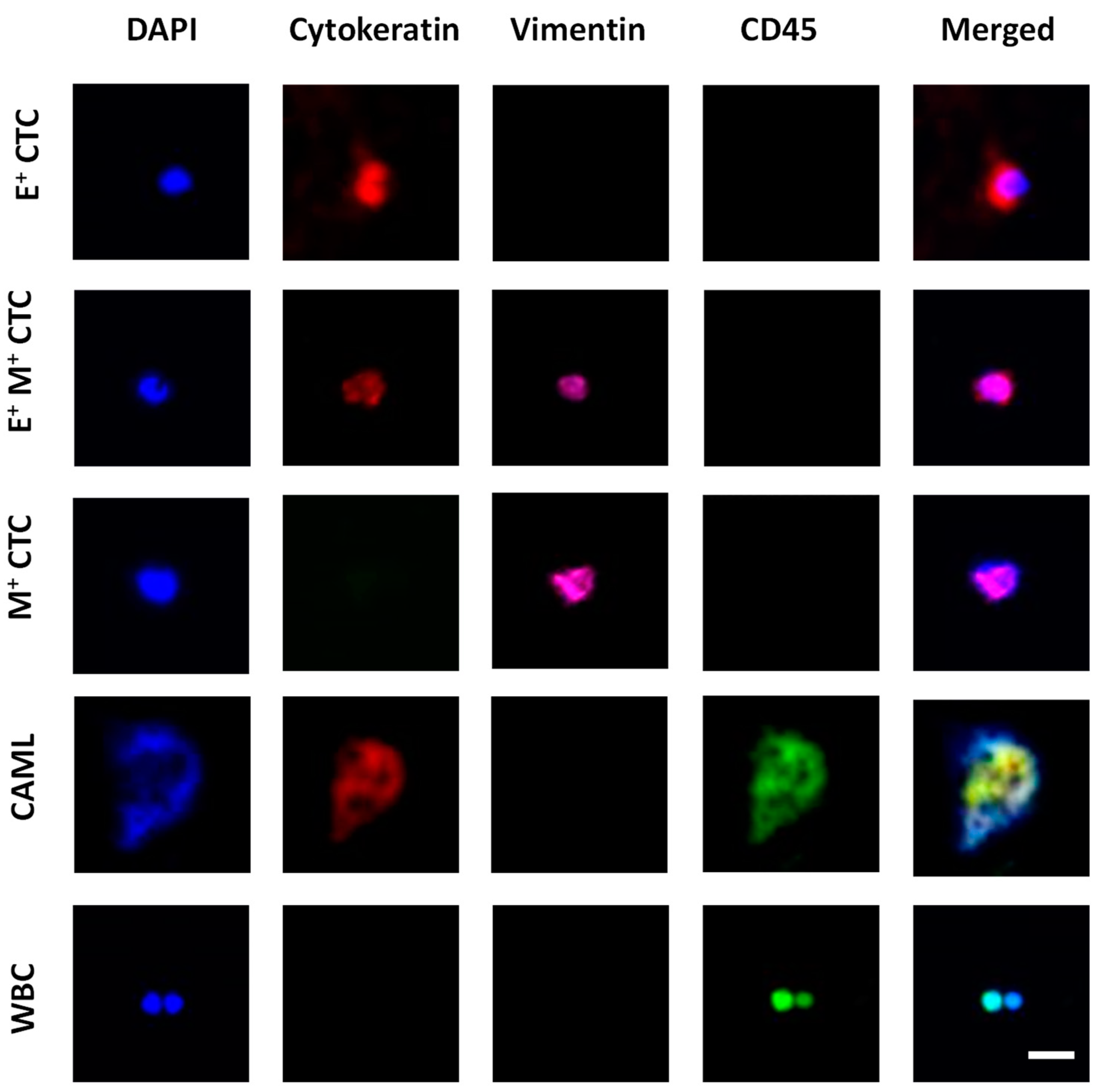 Bioengineering 10 00485 g002