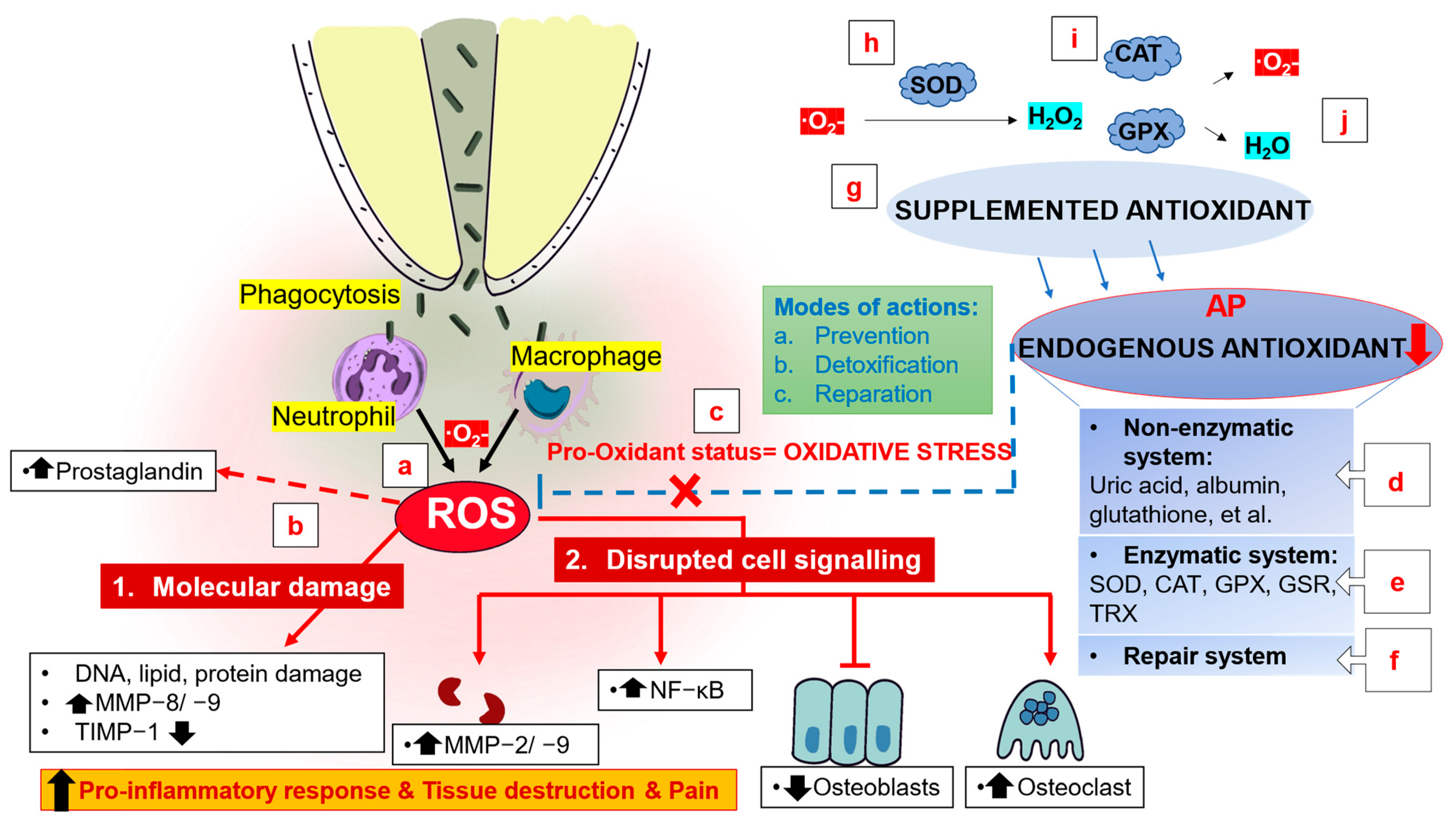 Bioengineering 10 00488 g003