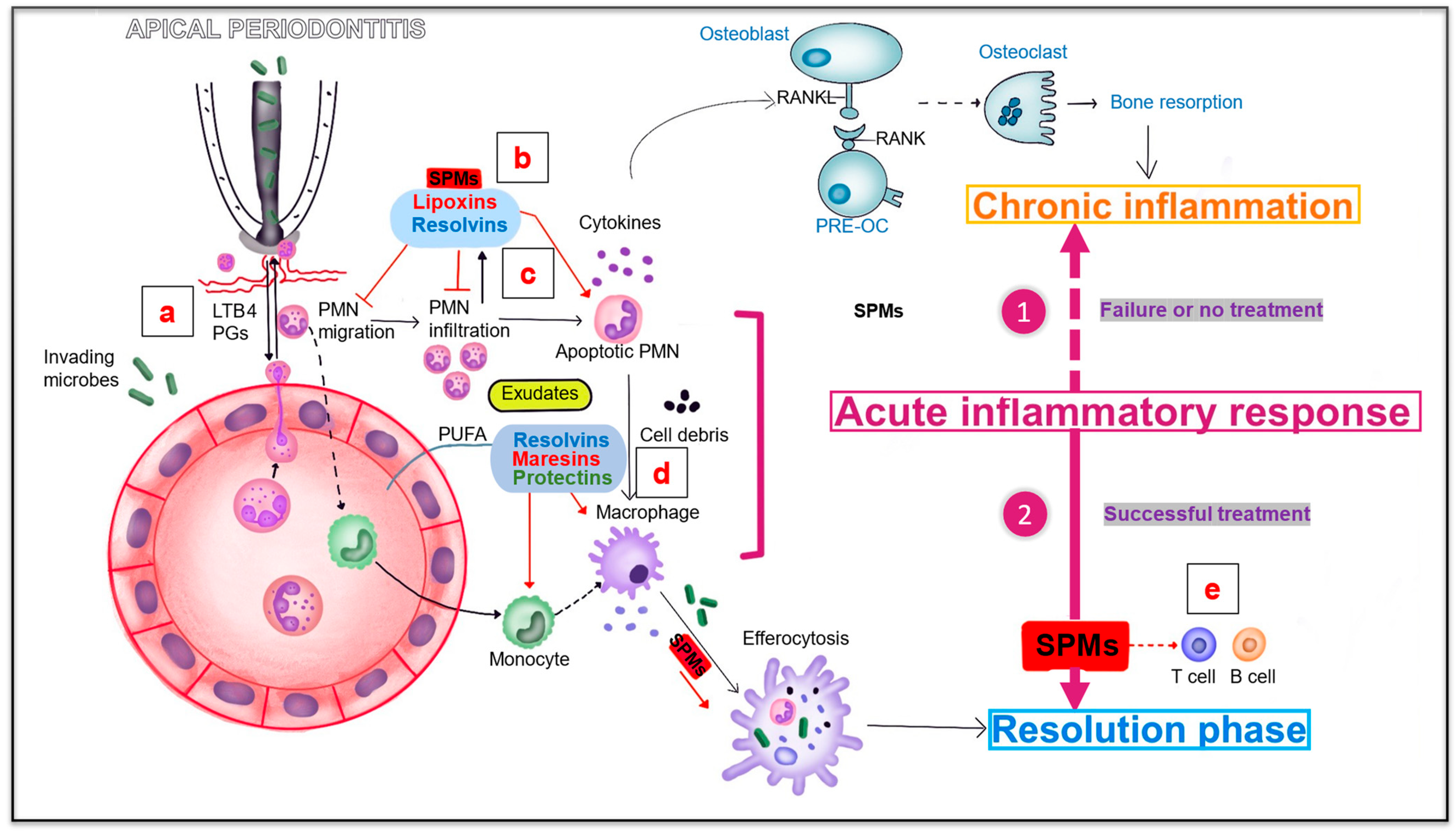 Bioengineering 10 00488 g004