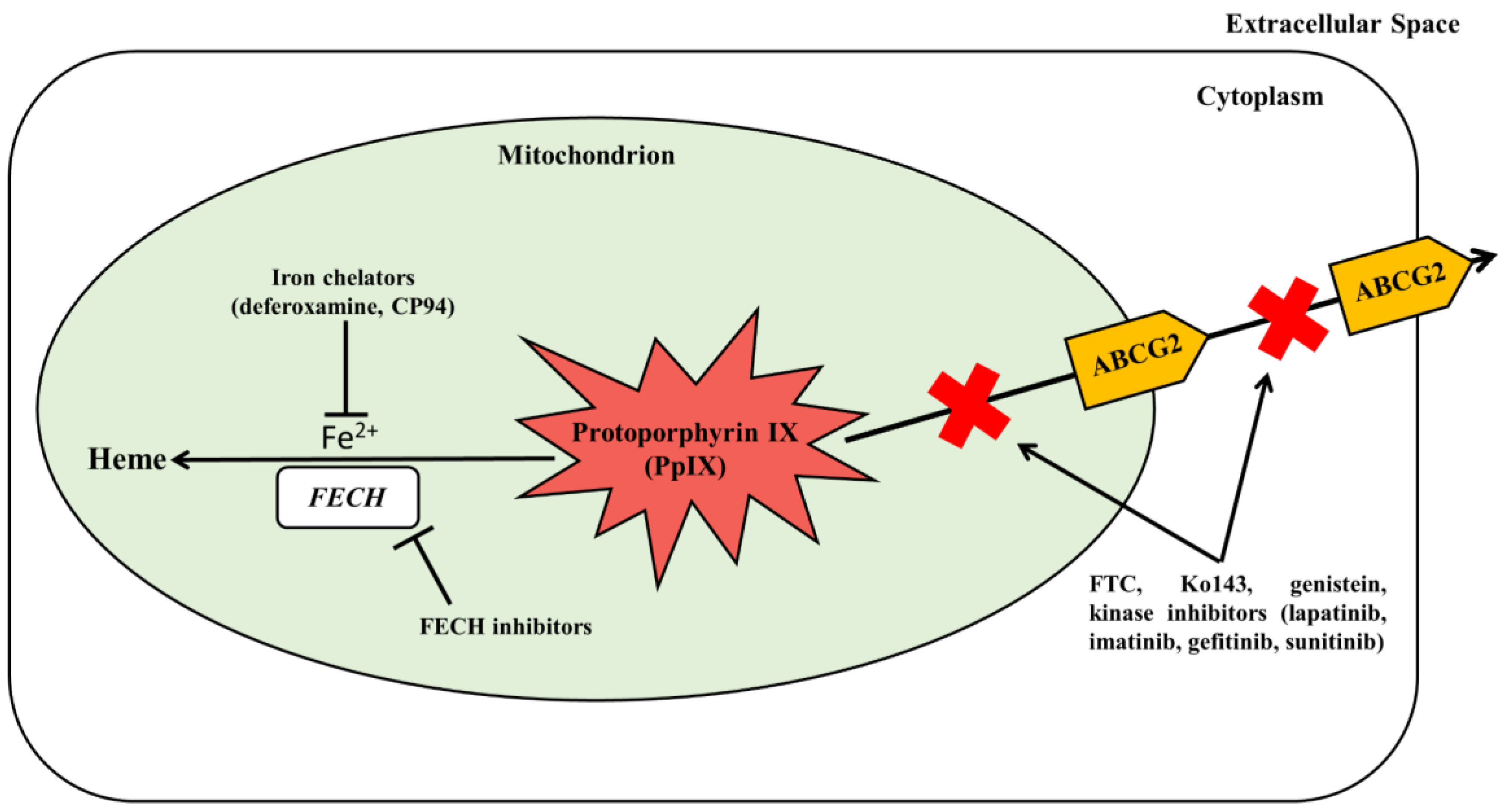 Modulation and proteomic changes on the heme pathway following treatment  with 5-aminolevulinic acid - ScienceDirect