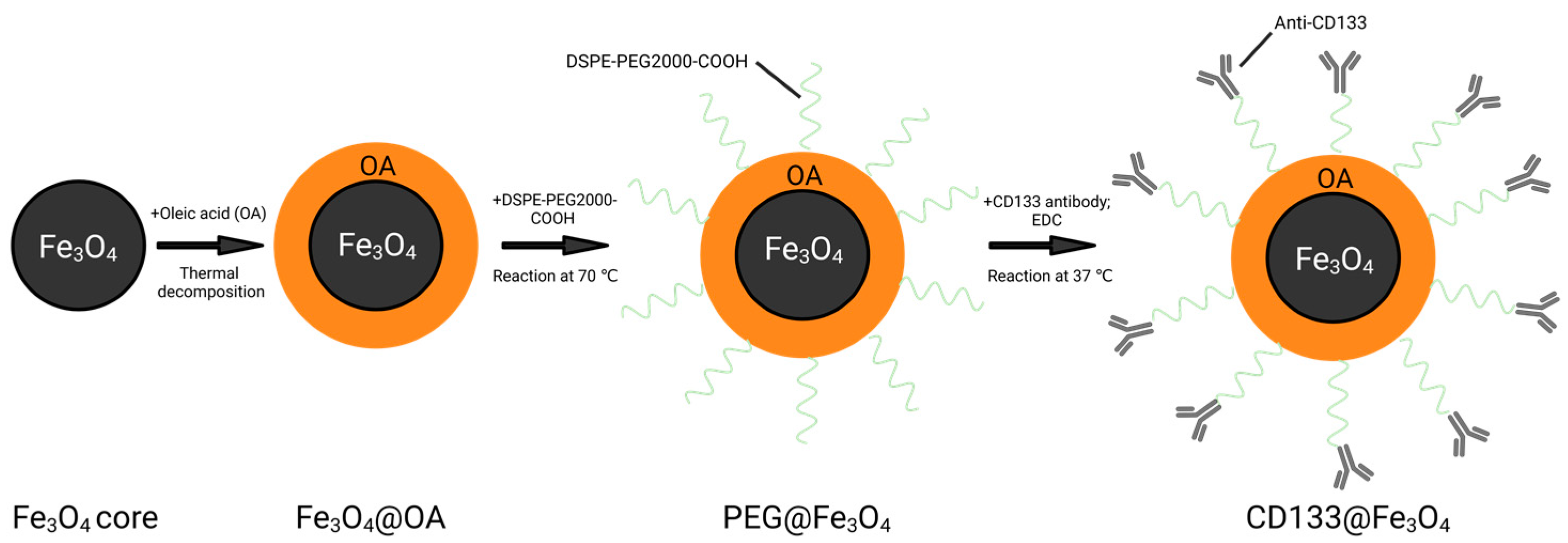 Bioengineering 10 00509 g001