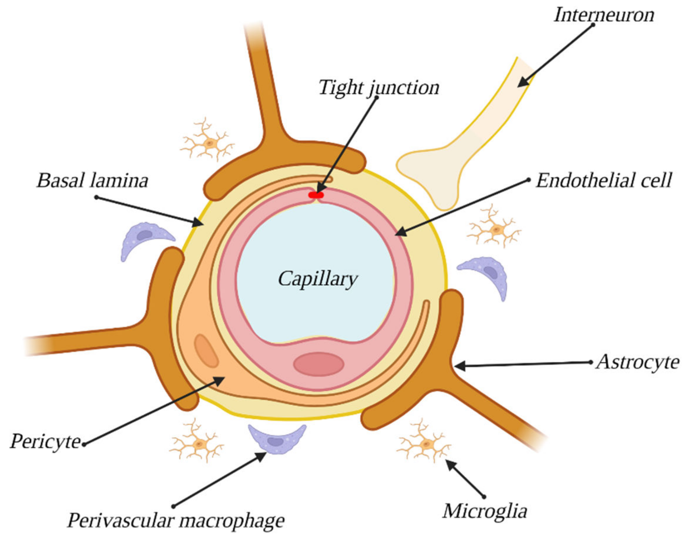 Experimental Models to Study the ... Biology Diagrams
