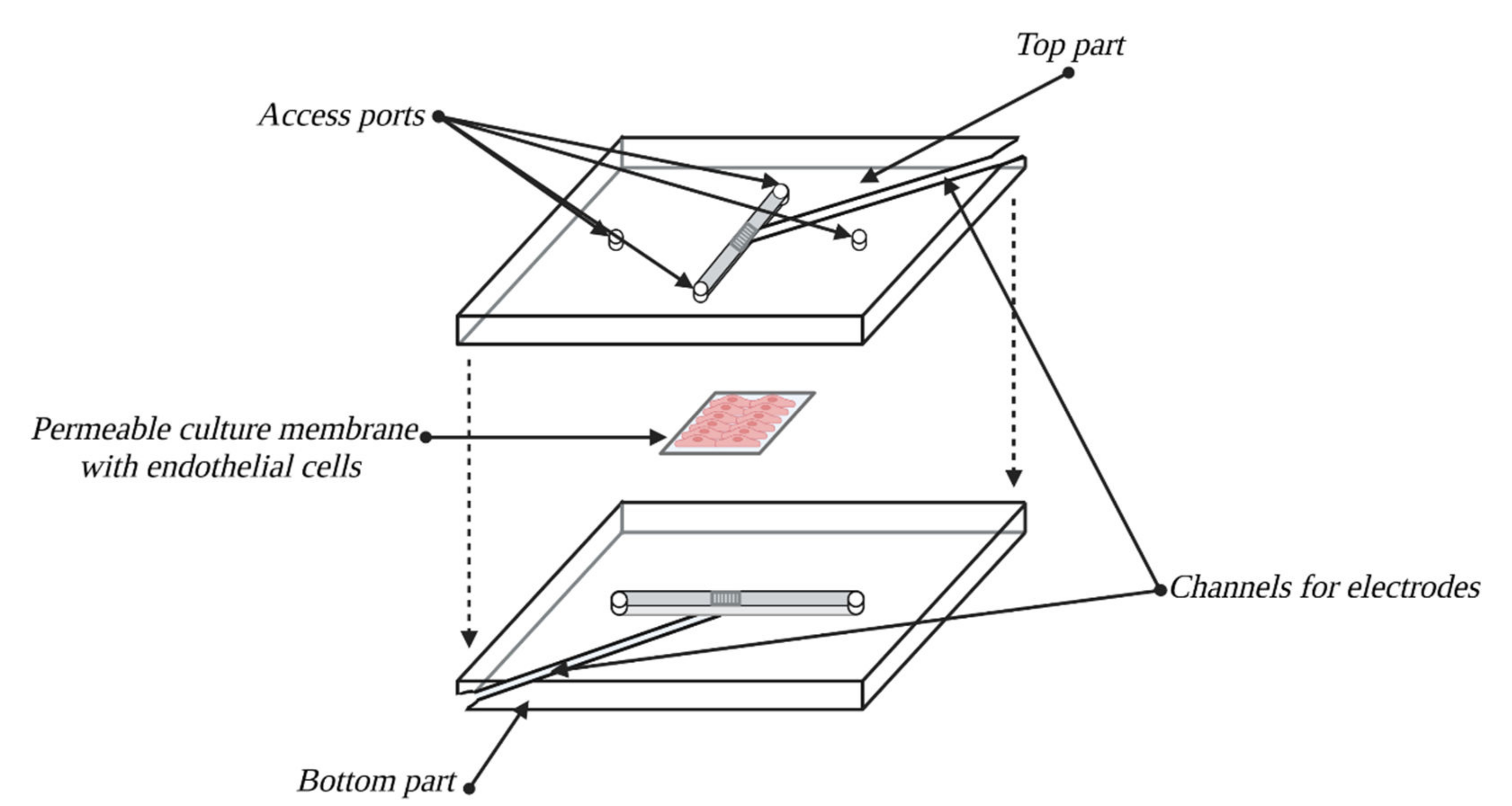 Bioengineering 10 00519 g010