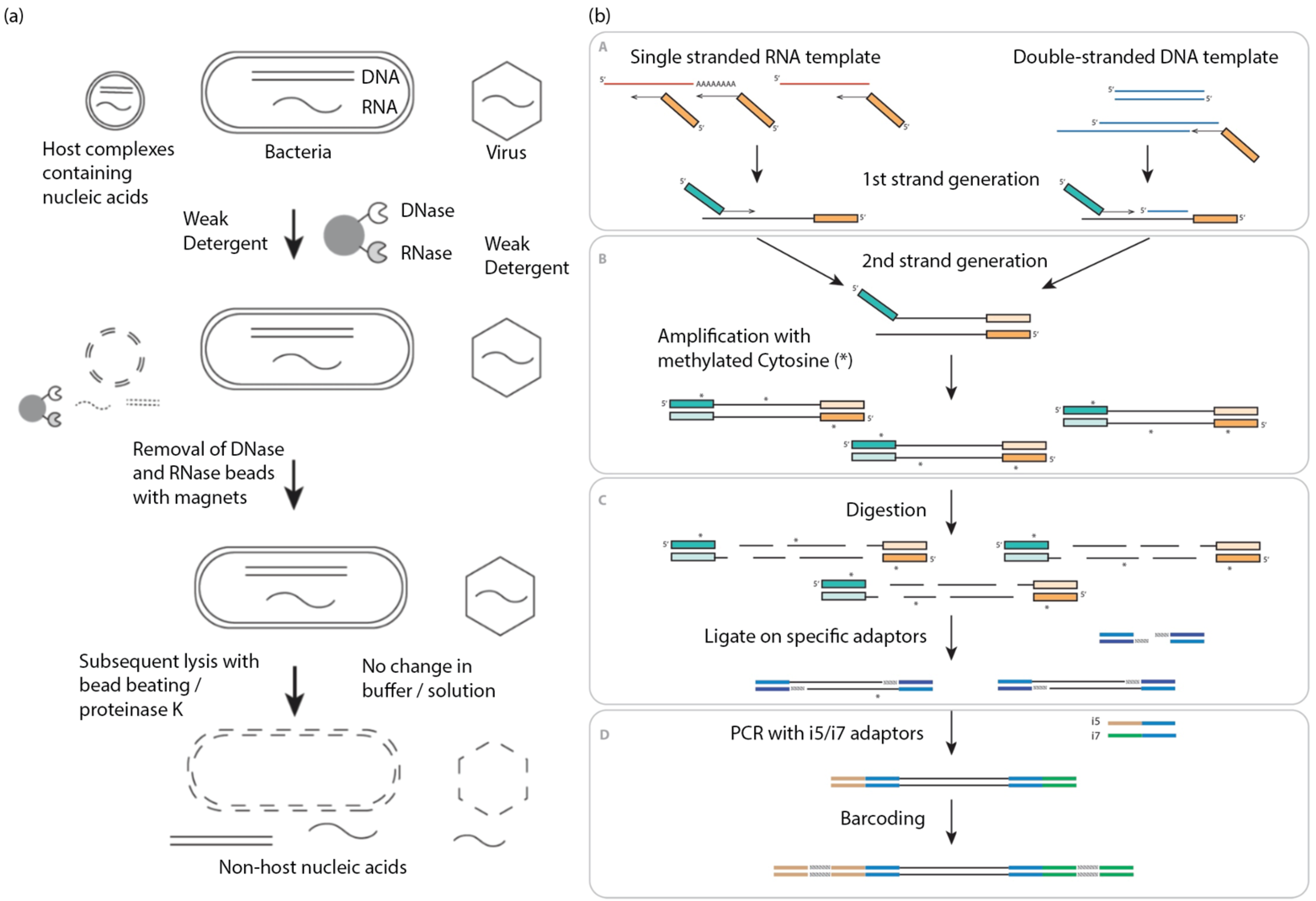 Bioengineering 10 00520 g001
