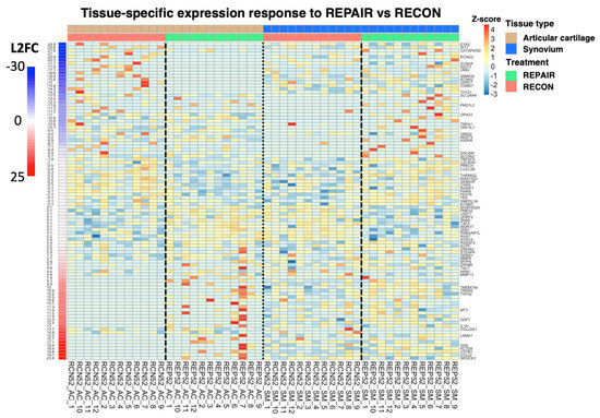 791364 Bioengineering | Free Full-Text | Responding to ACL Injury and its ...