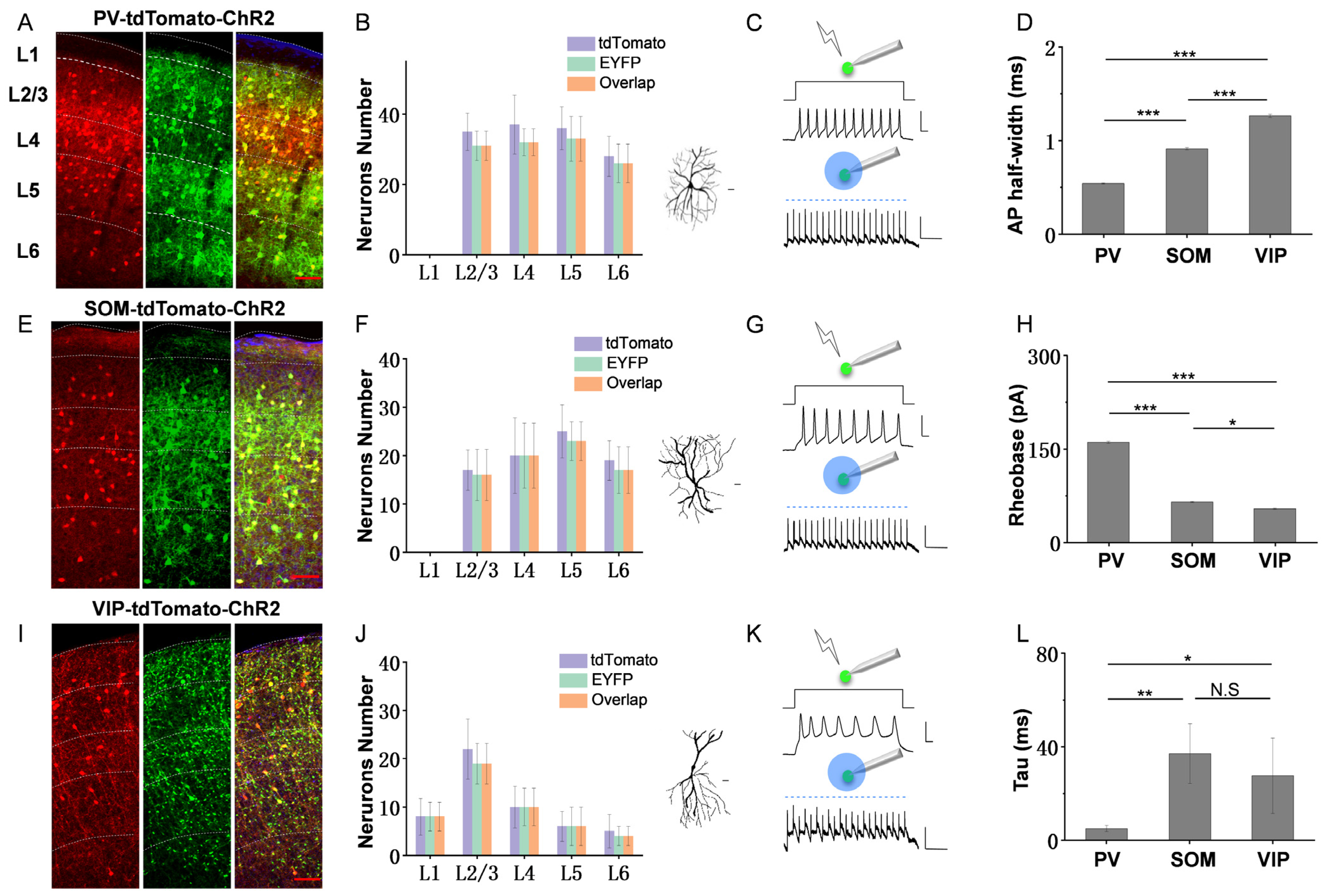 Bioengineering 10 00547 g001