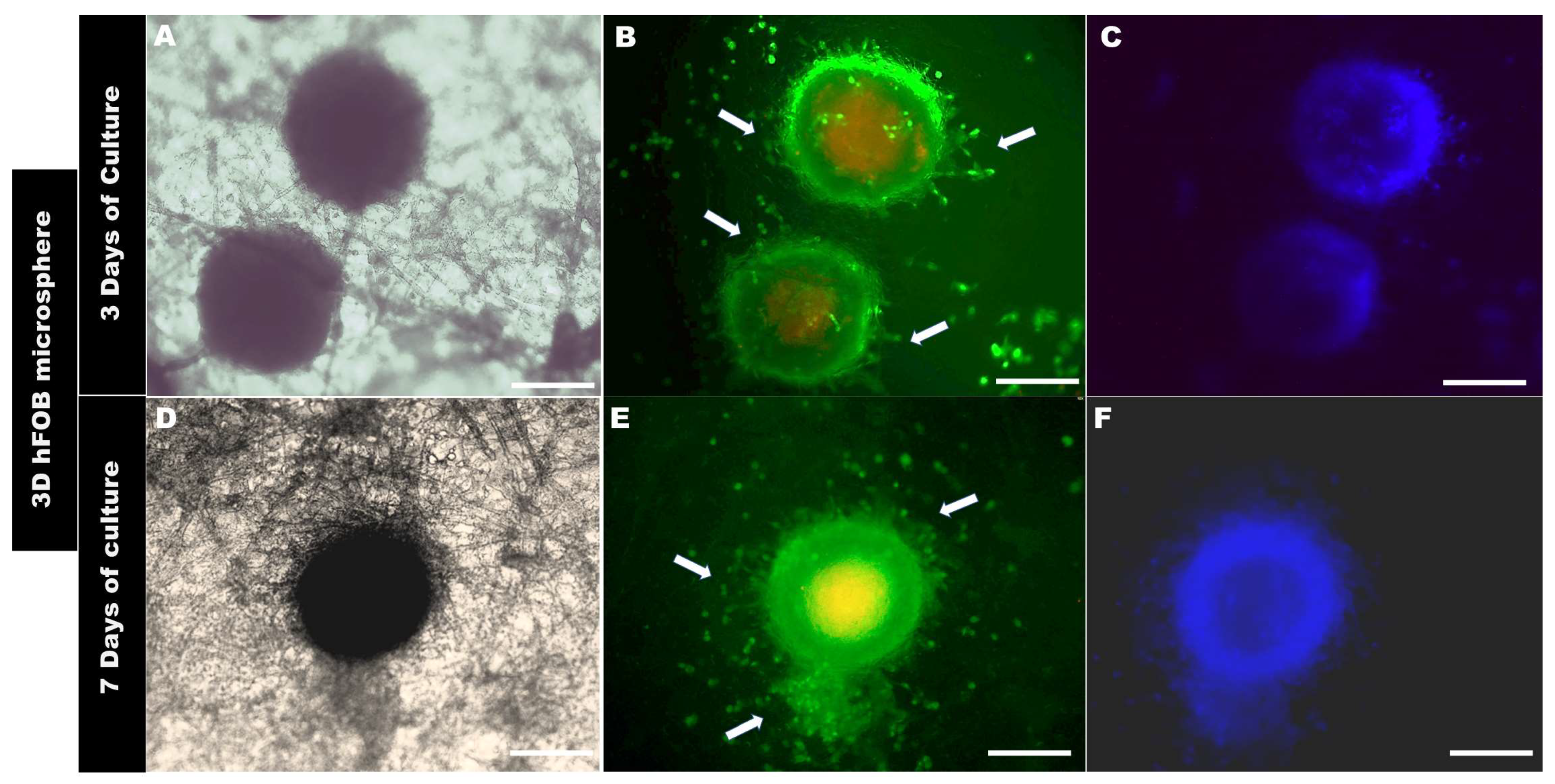 Bioengineering 10 00571 g006 Bioengineering 10 00571 g006