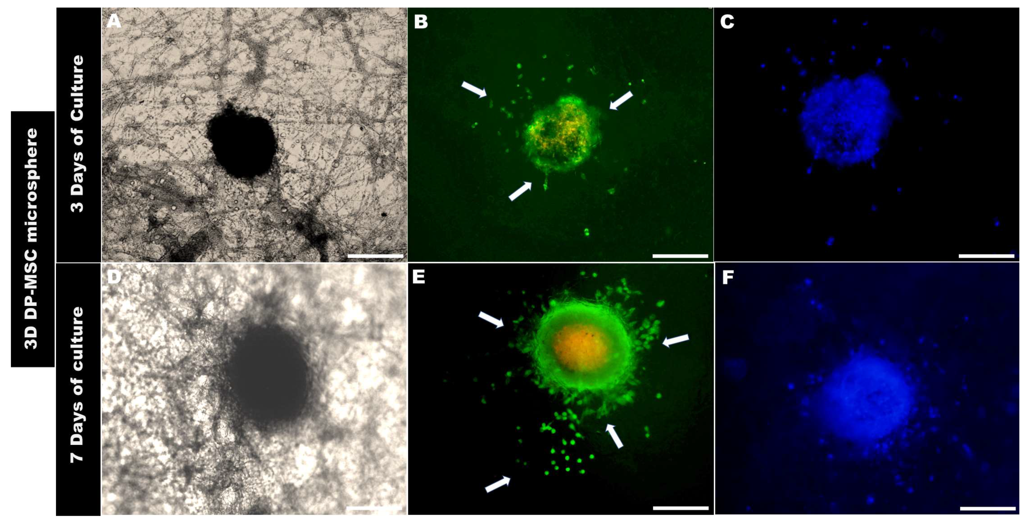 Bioengineering 10 00571 g007 Bioengineering 10 00571 g007