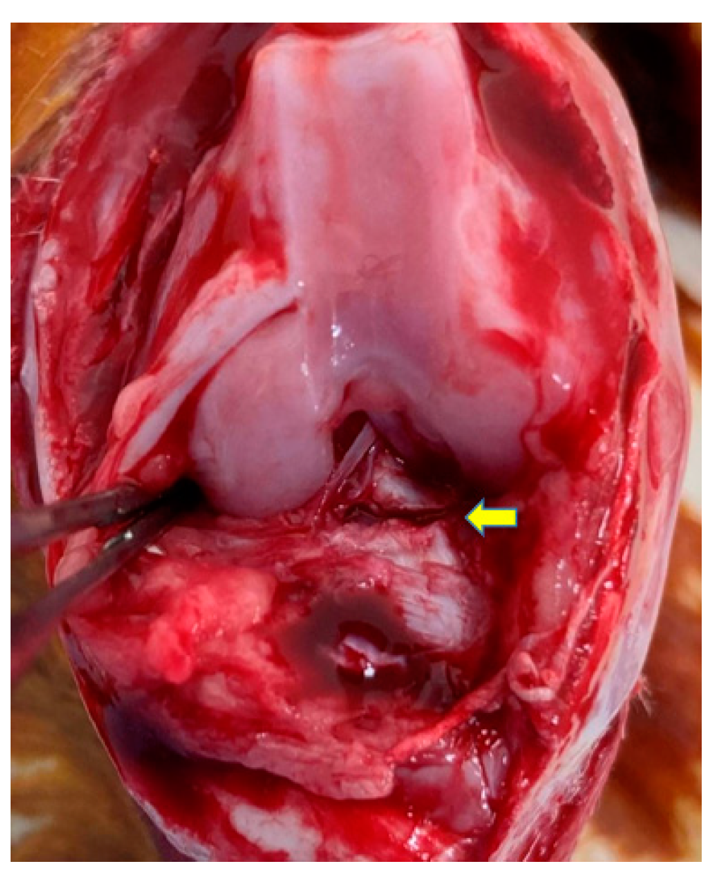 Bioengineering 10 00574 g001 Bioengineering 10 00574 g001