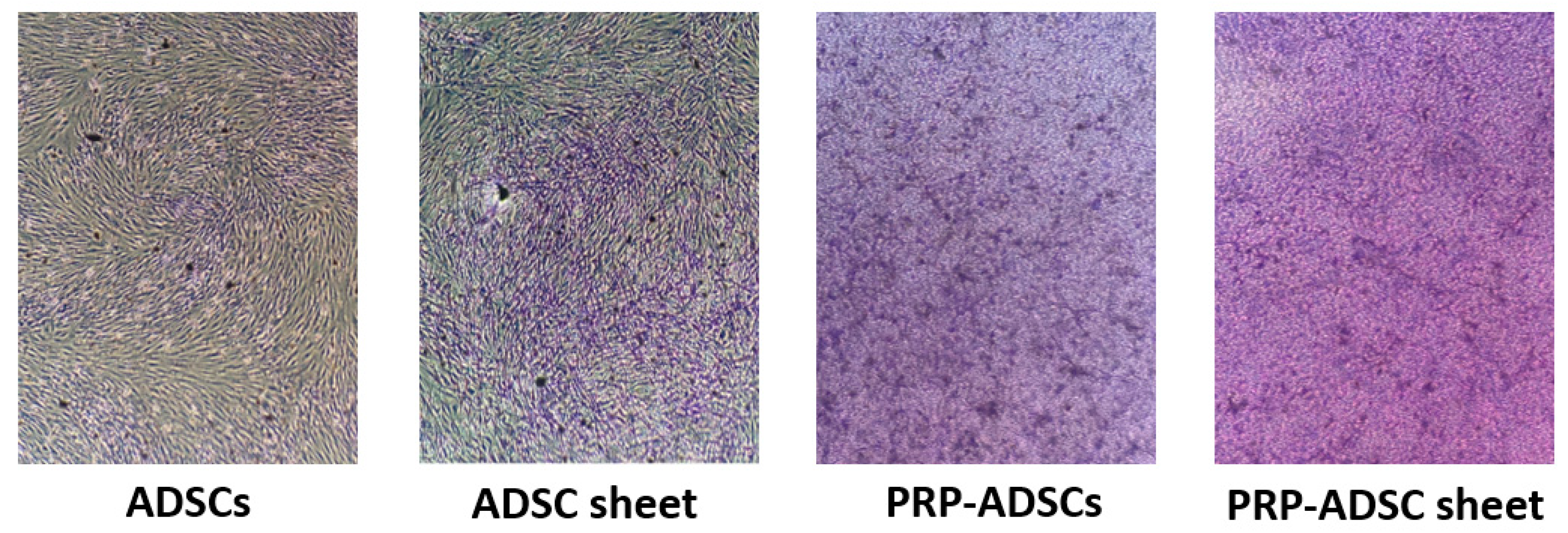 Bioengineering 10 00574 g007 Bioengineering 10 00574 g007