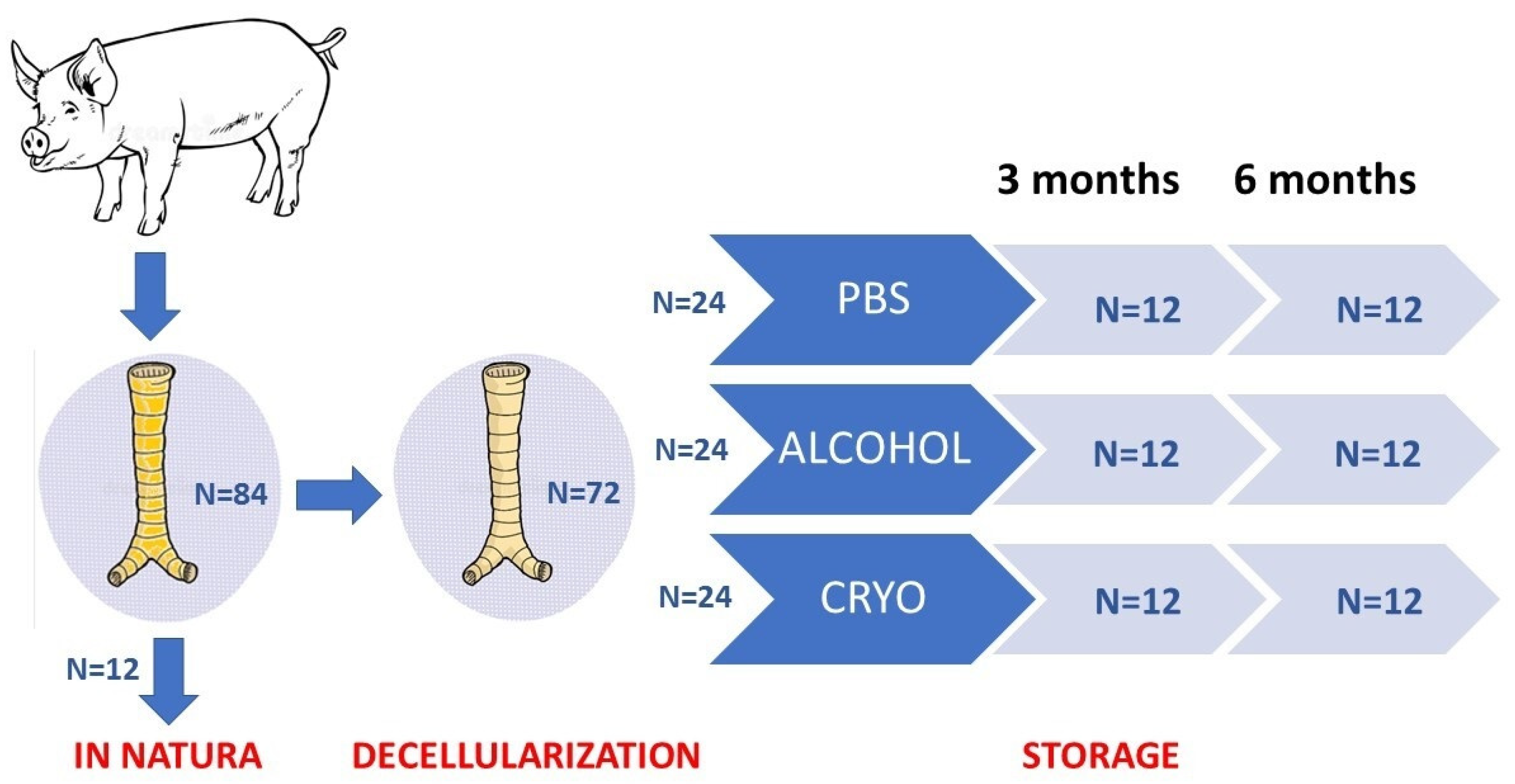 Bioengineering 10 00584 g001