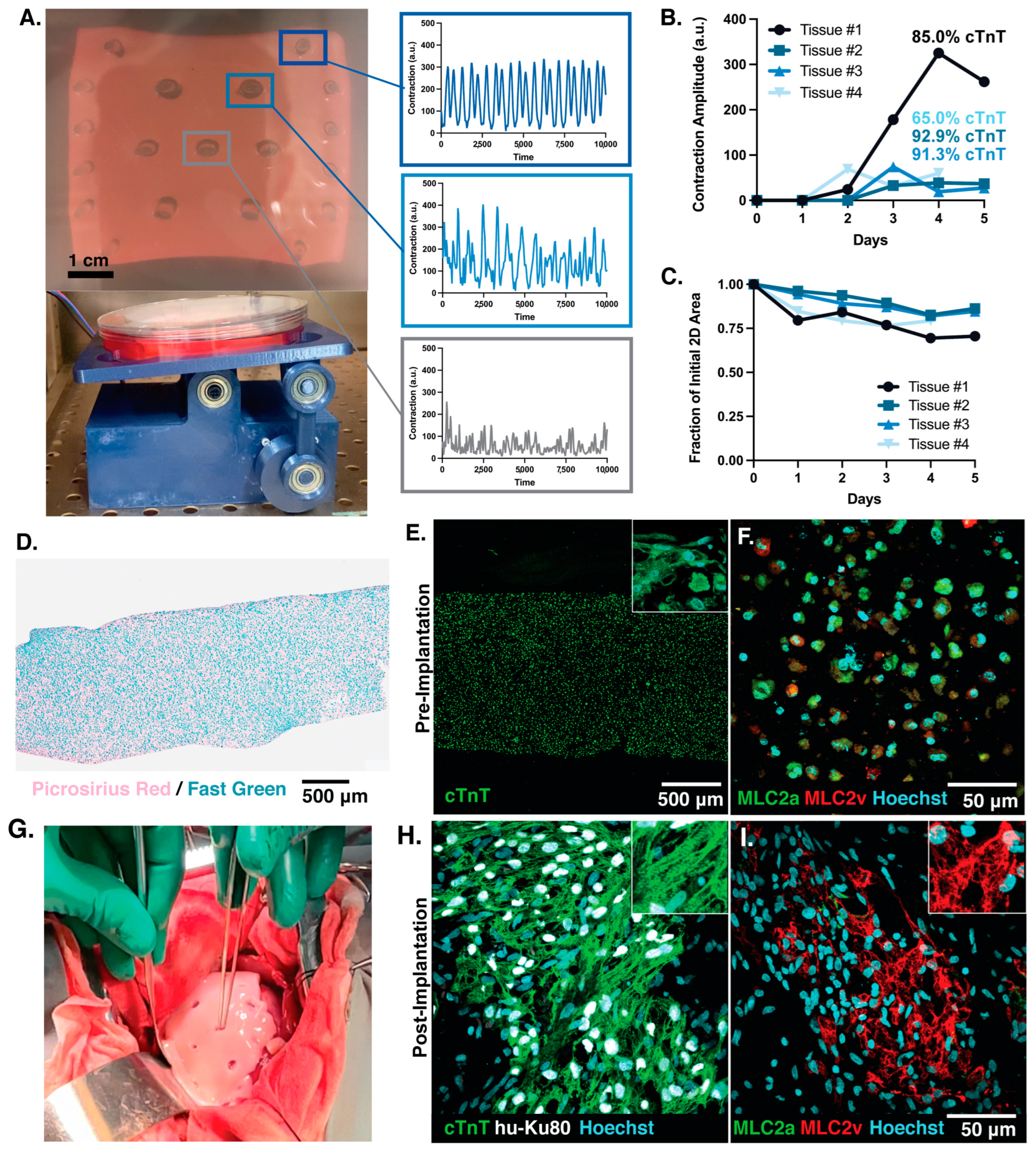 Bioengineering 10 00587 g008