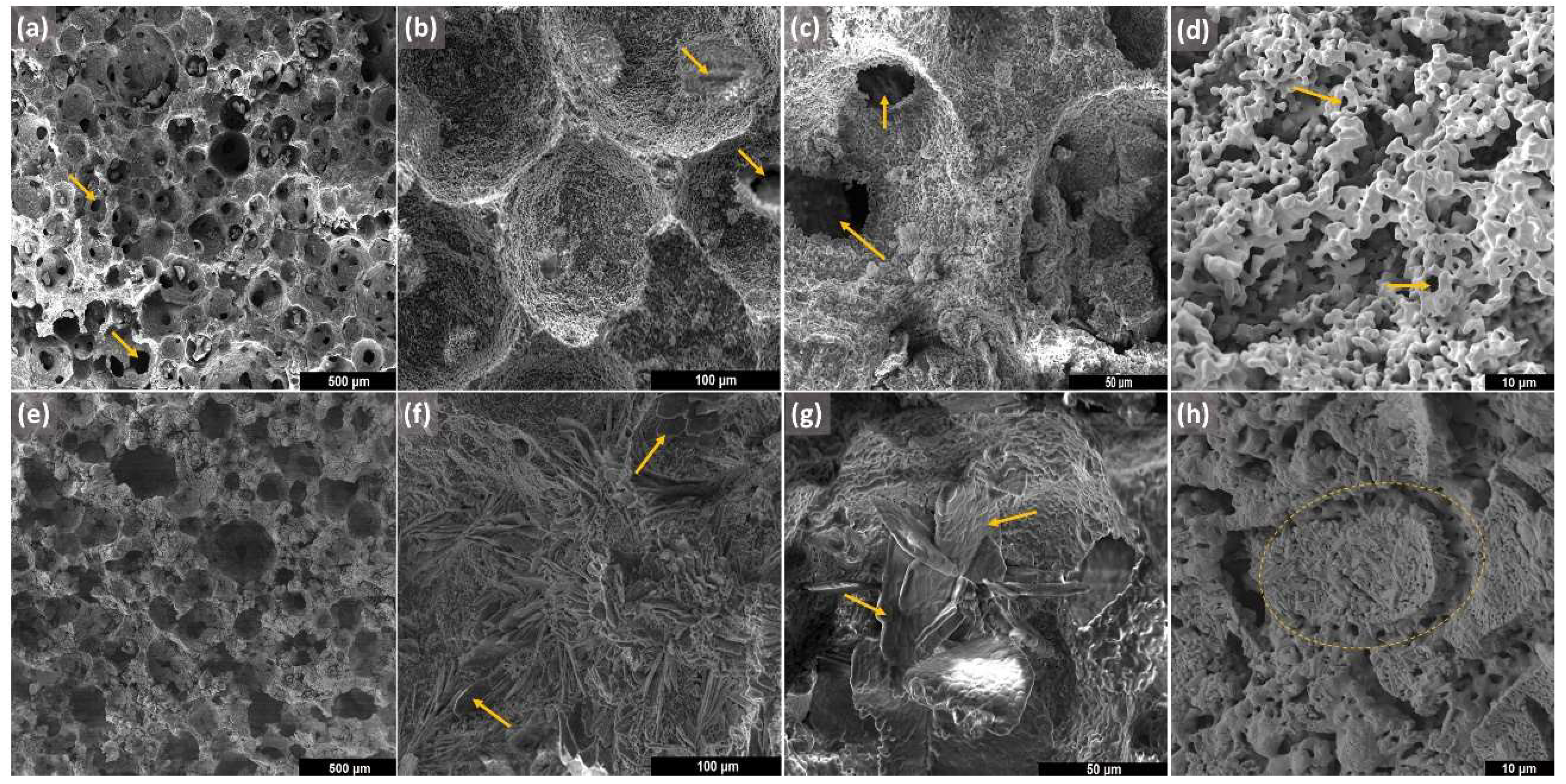 Bioengineering 10 00597 g002