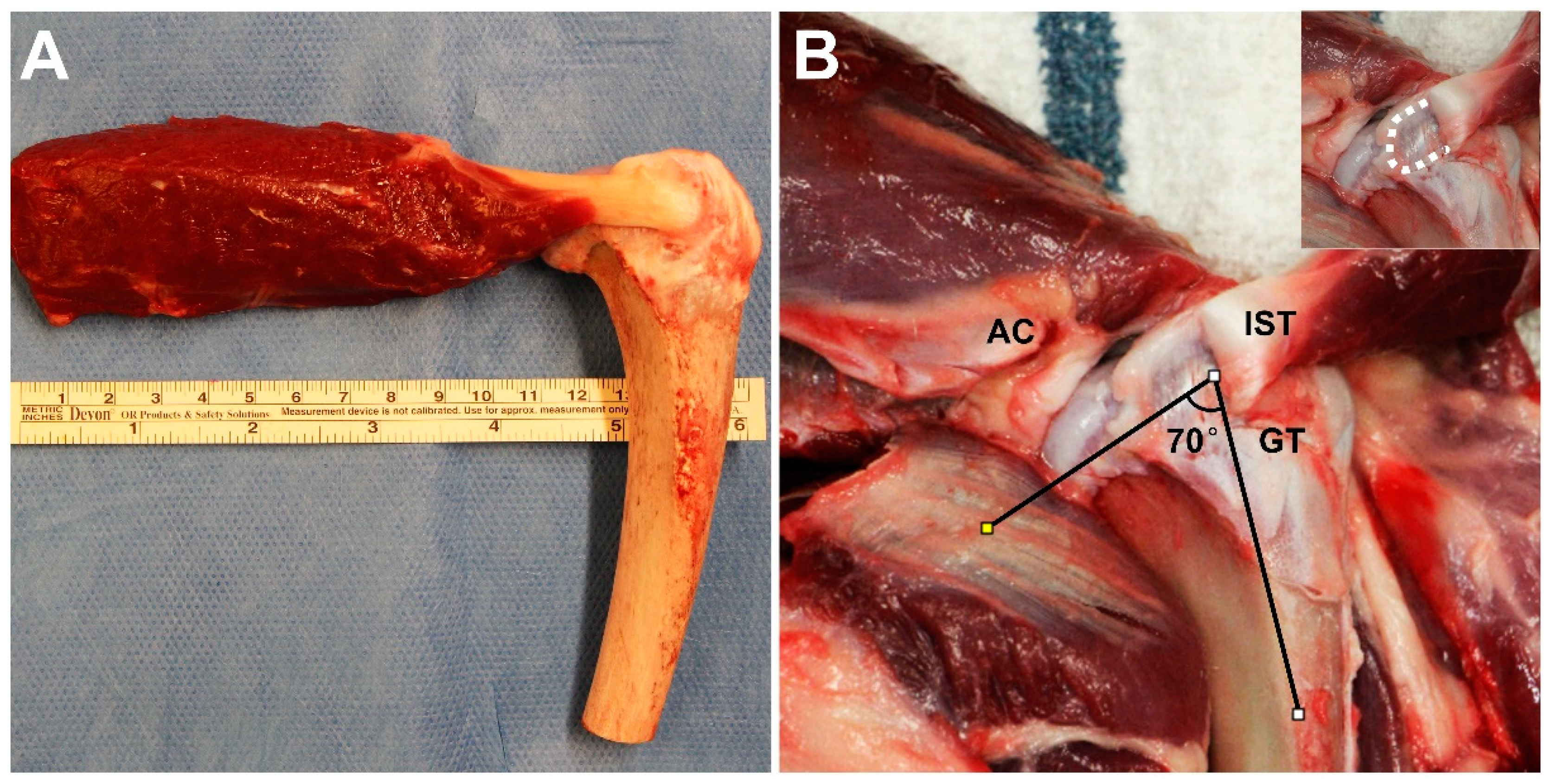 Bioengineering 10 00599 g001