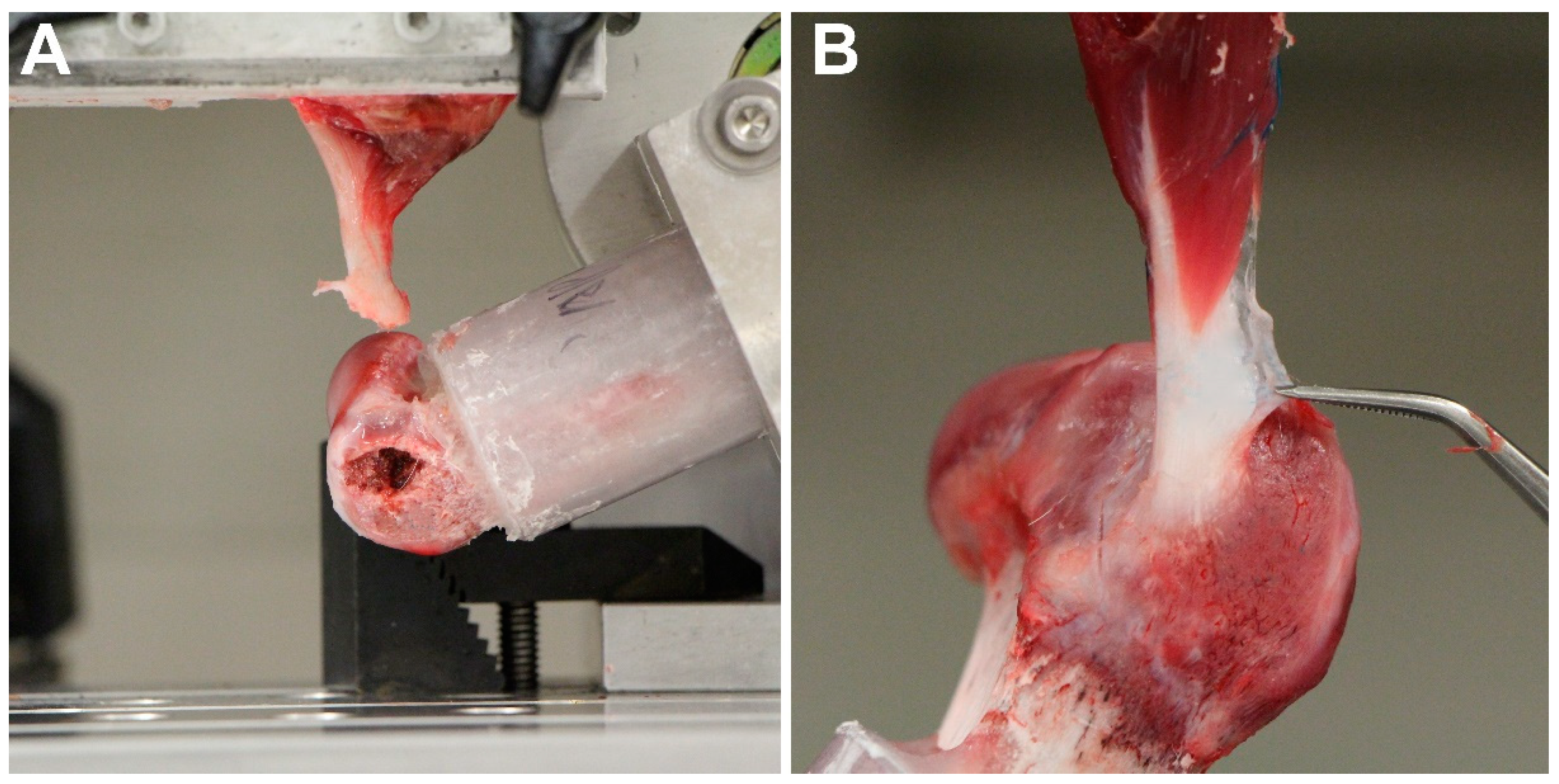 Bioengineering 10 00599 g003