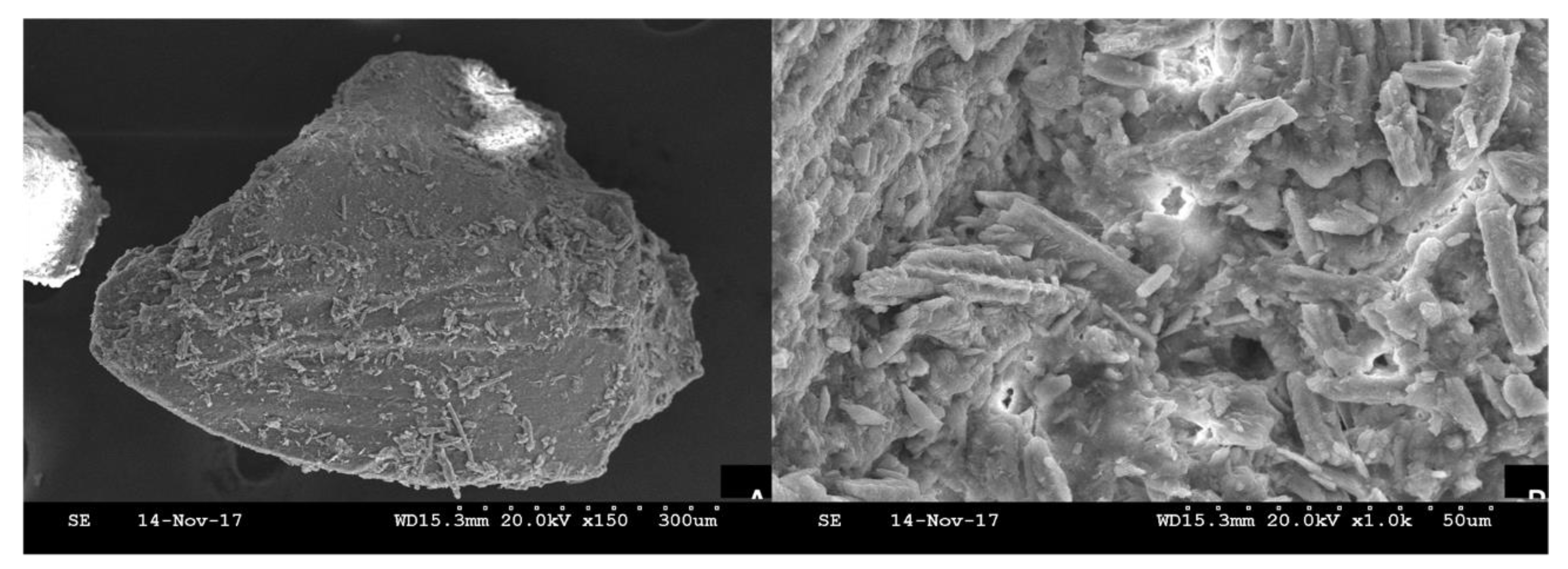 Bioengineering 10 00638 g004